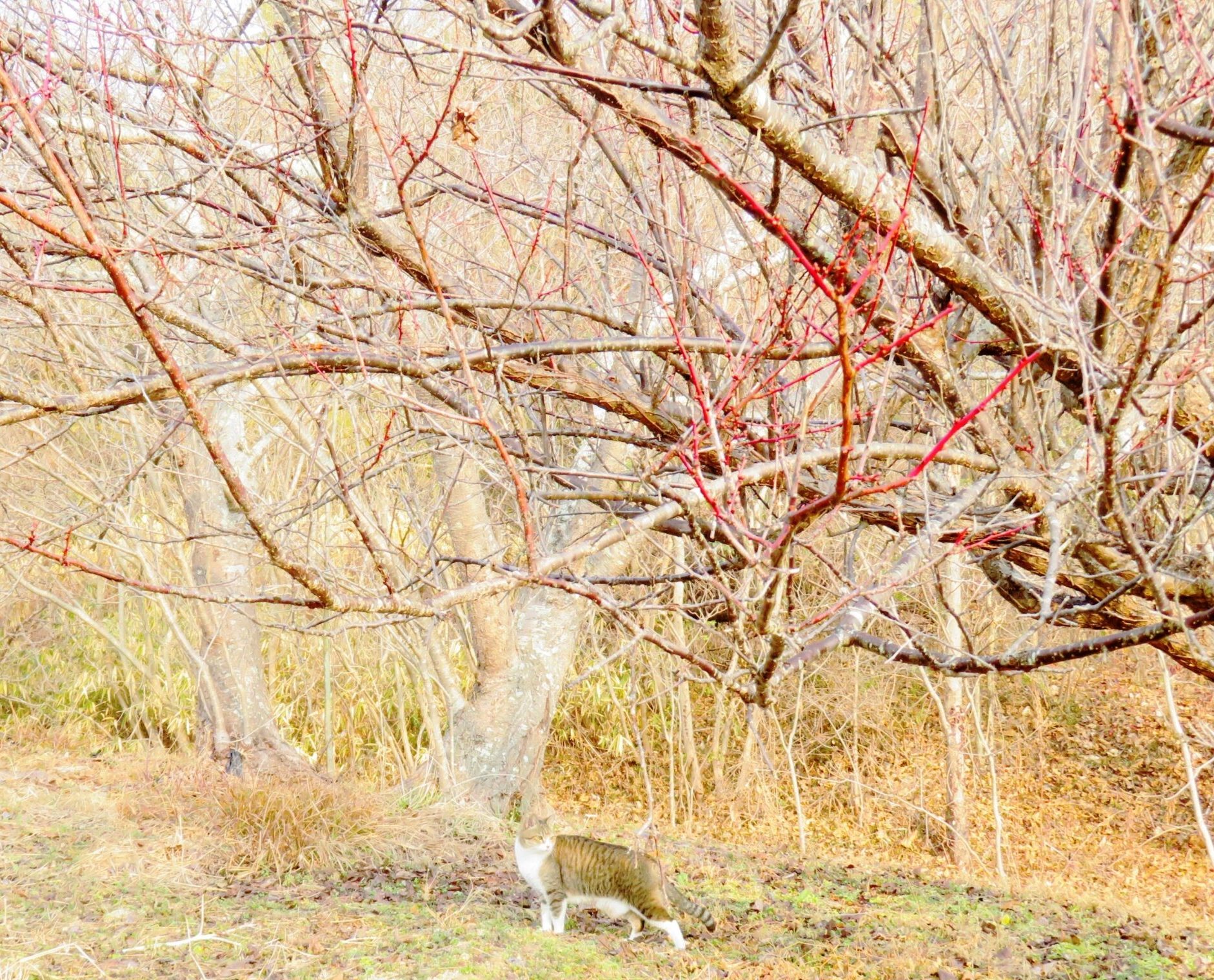 ねこ、風太　巡回