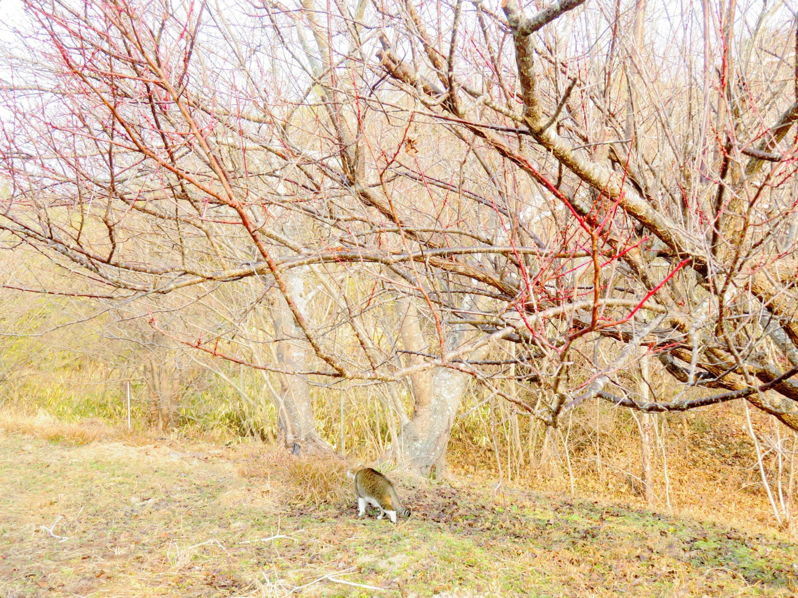 ねこ、風太　巡回