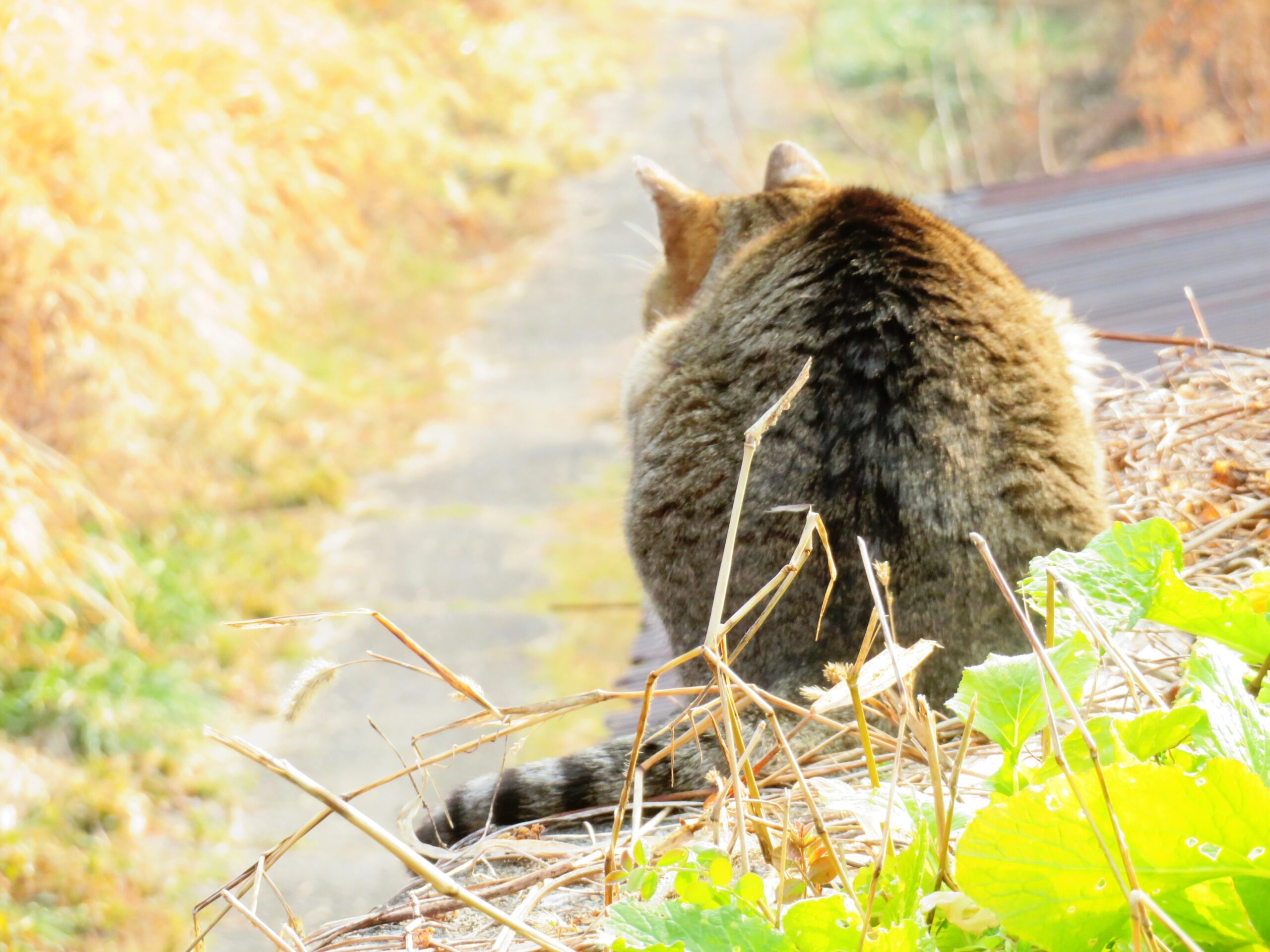 ねこ、風太　巡回