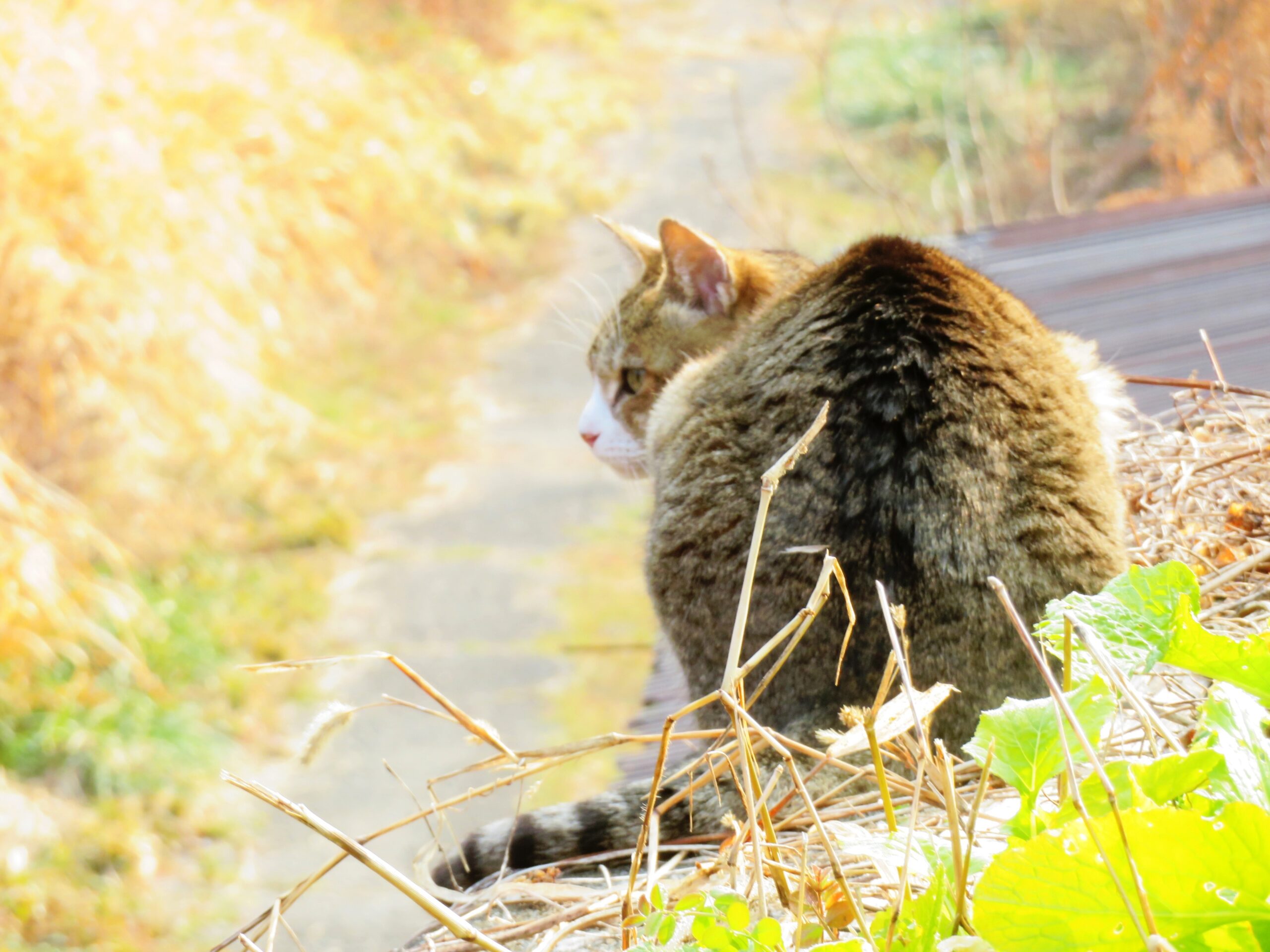 ねこ、風太　巡回