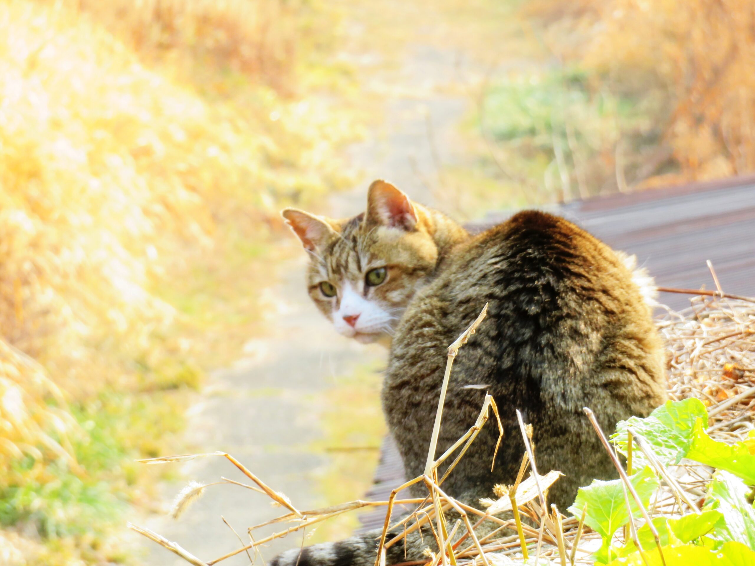 ねこ、風太　巡回