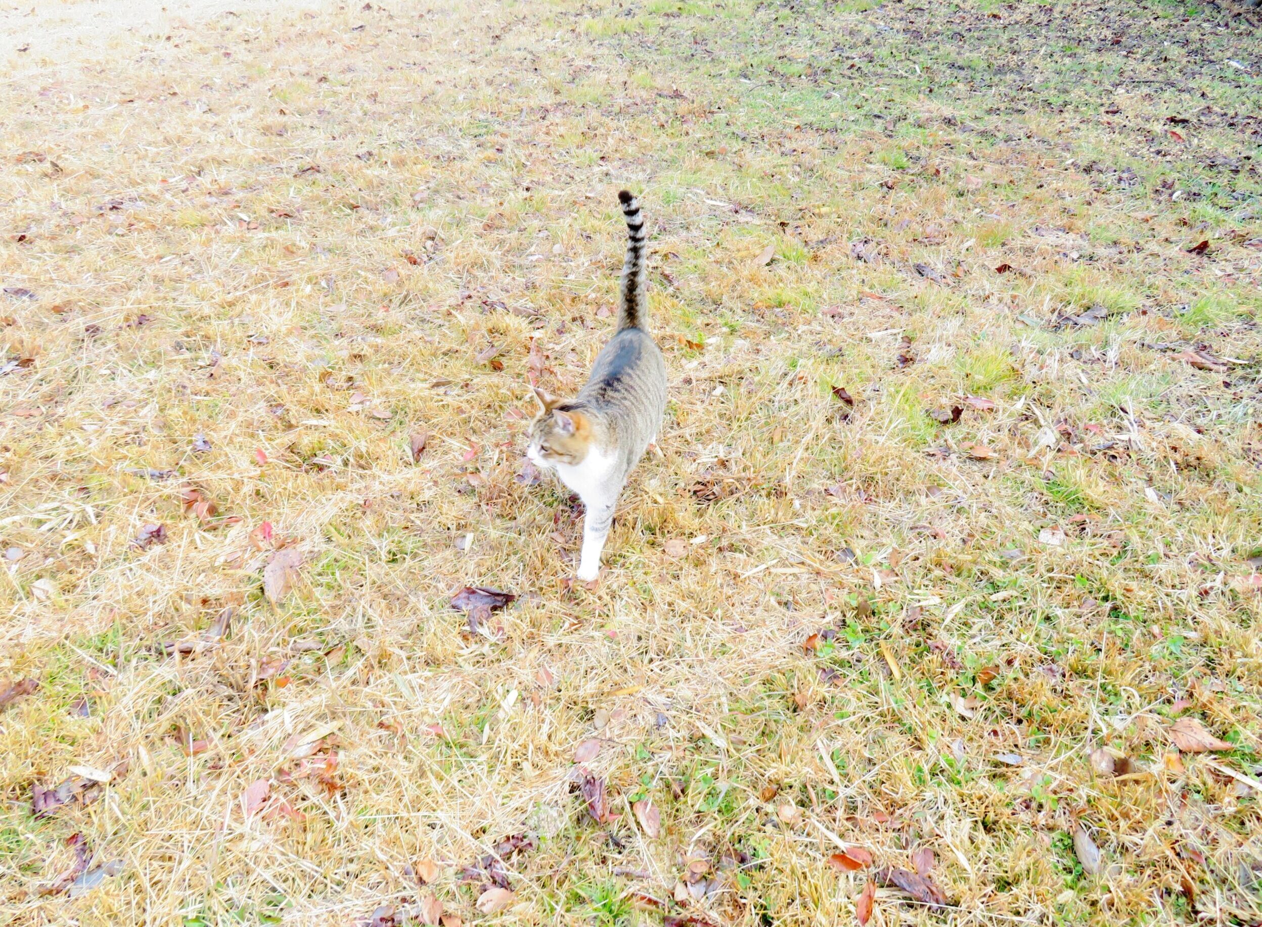 ねこ、風太　巡回