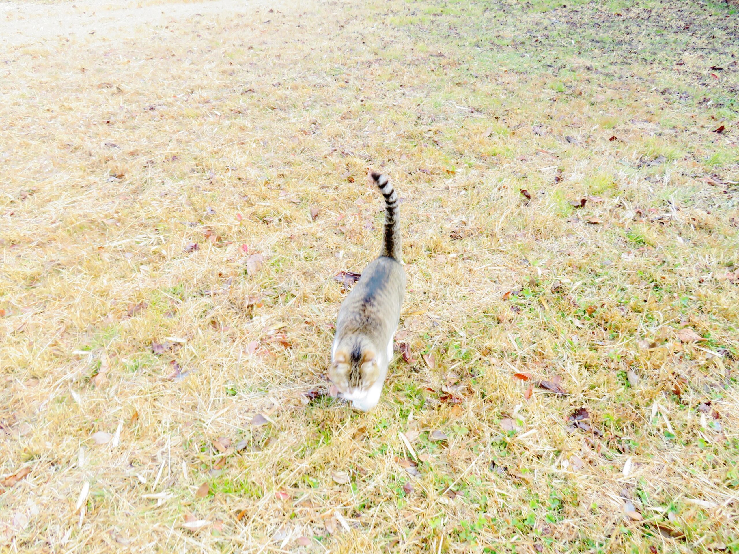 ねこ、風太　巡回