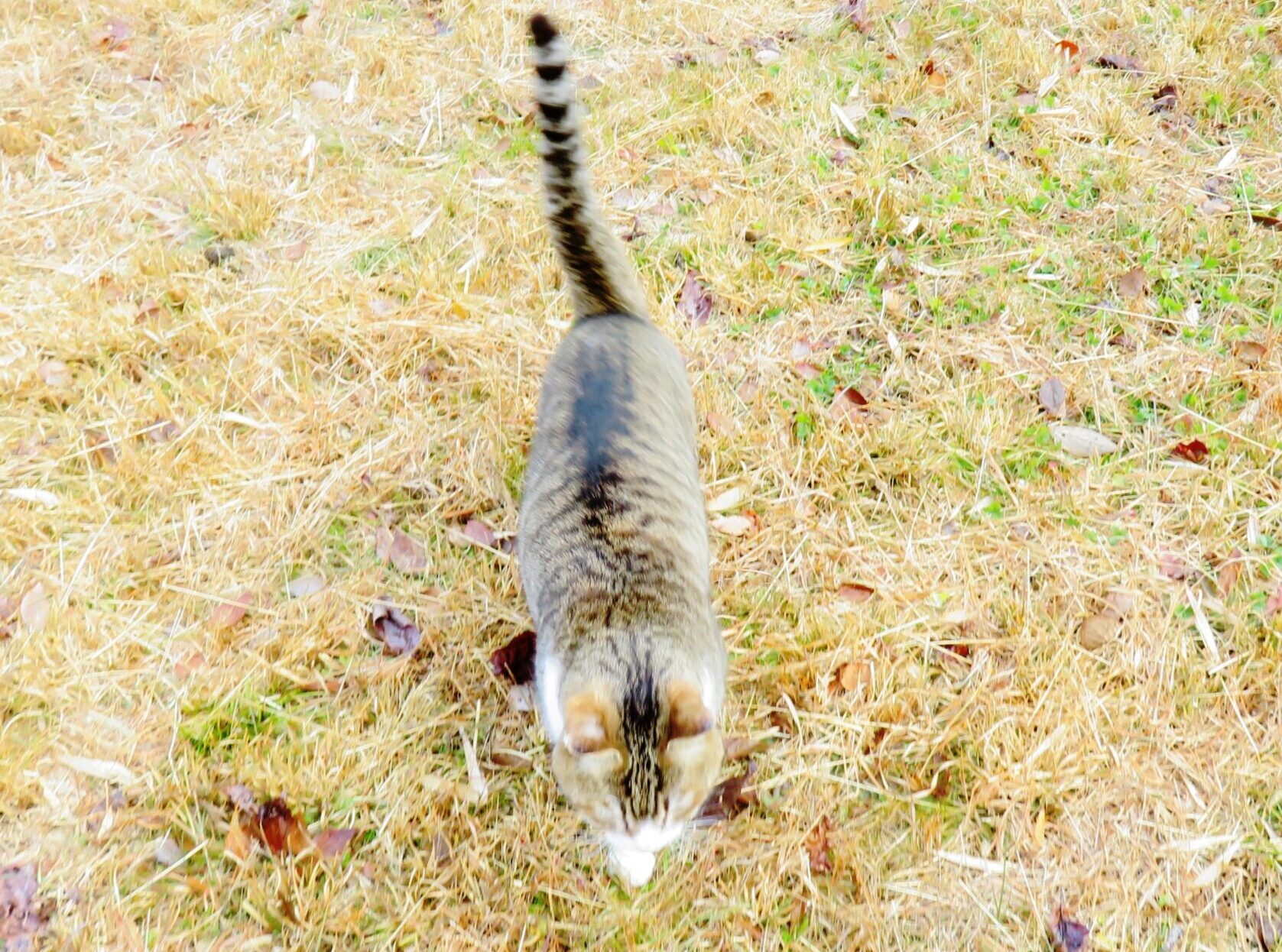 ねこ、風太　巡回