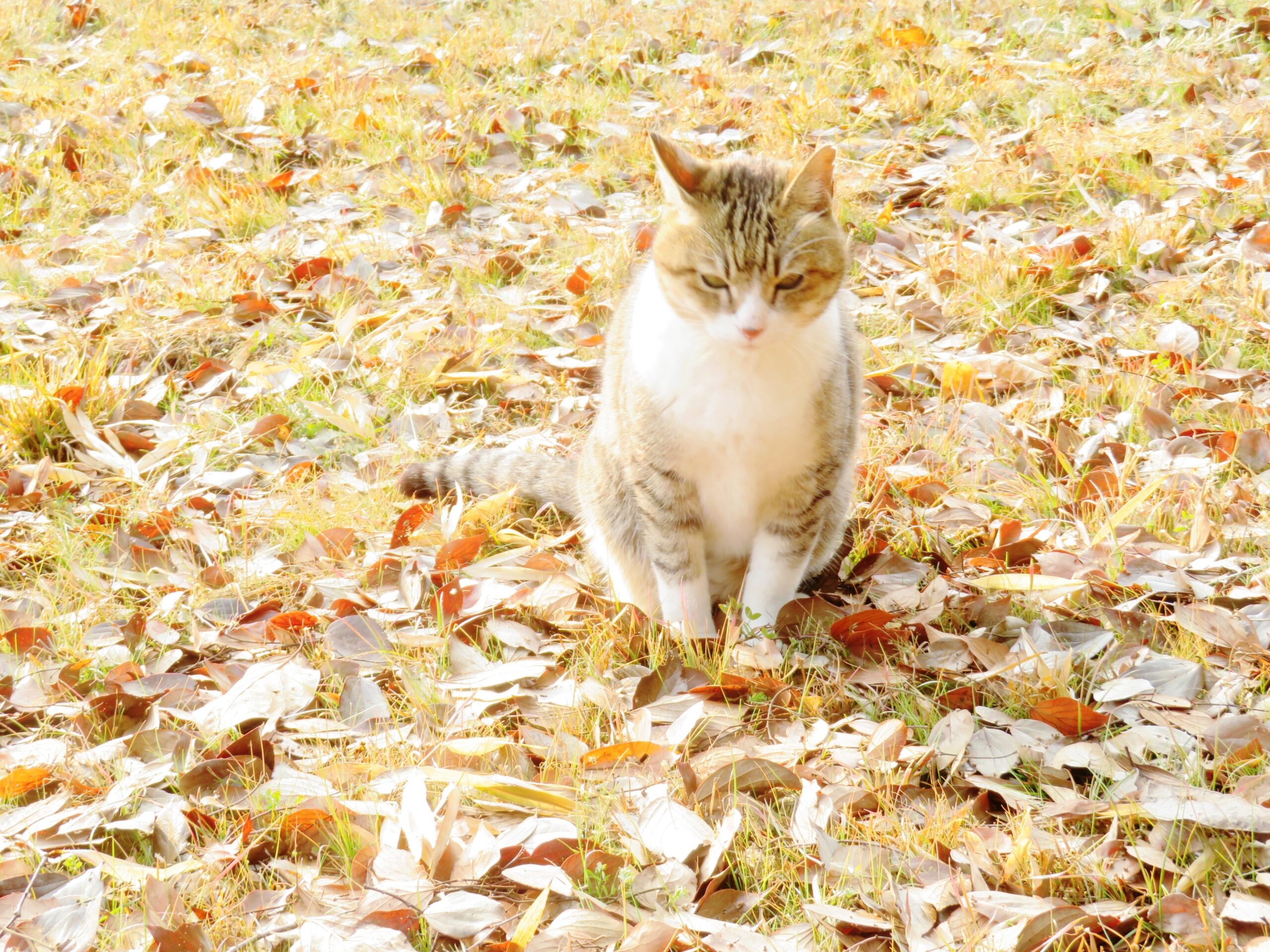 ねこ、風太　ひなたぼっこ