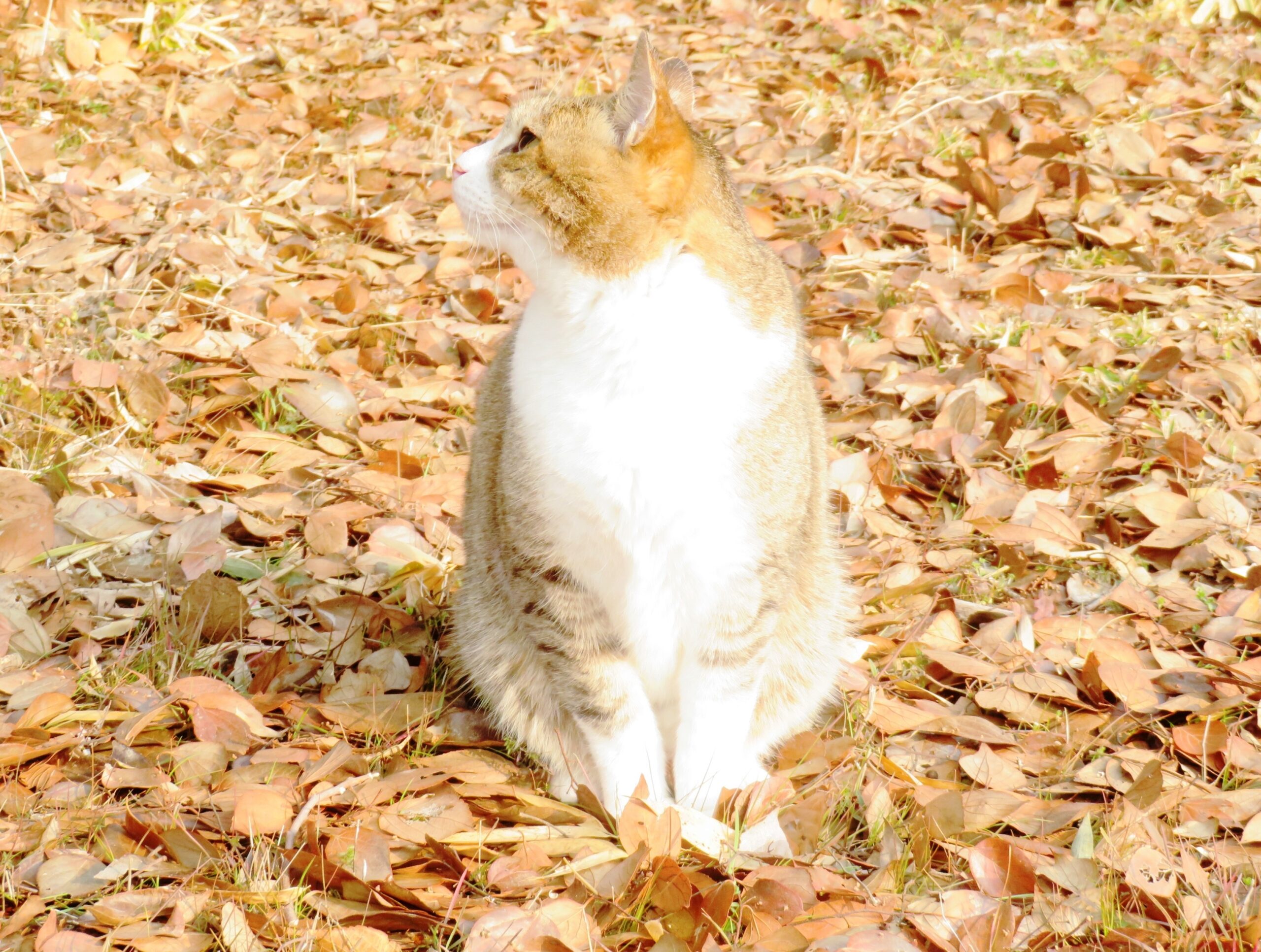 ねこ、風太　ひなたぼっこ