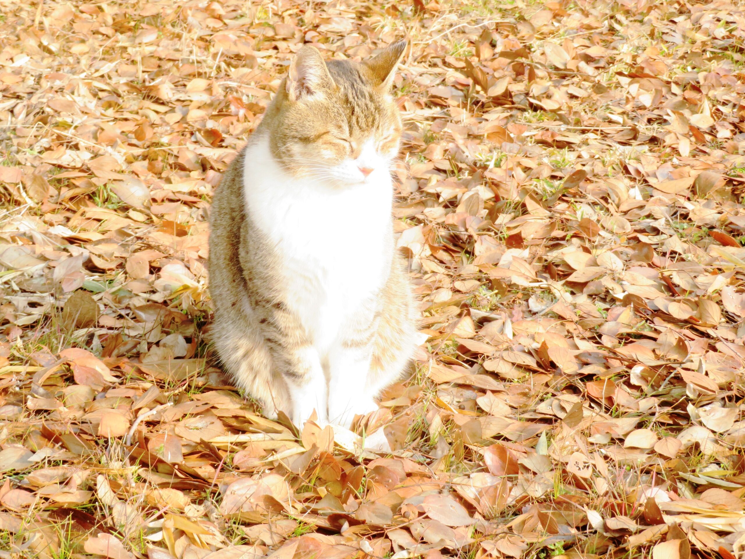 ねこ、風太　ひなたぼっこ