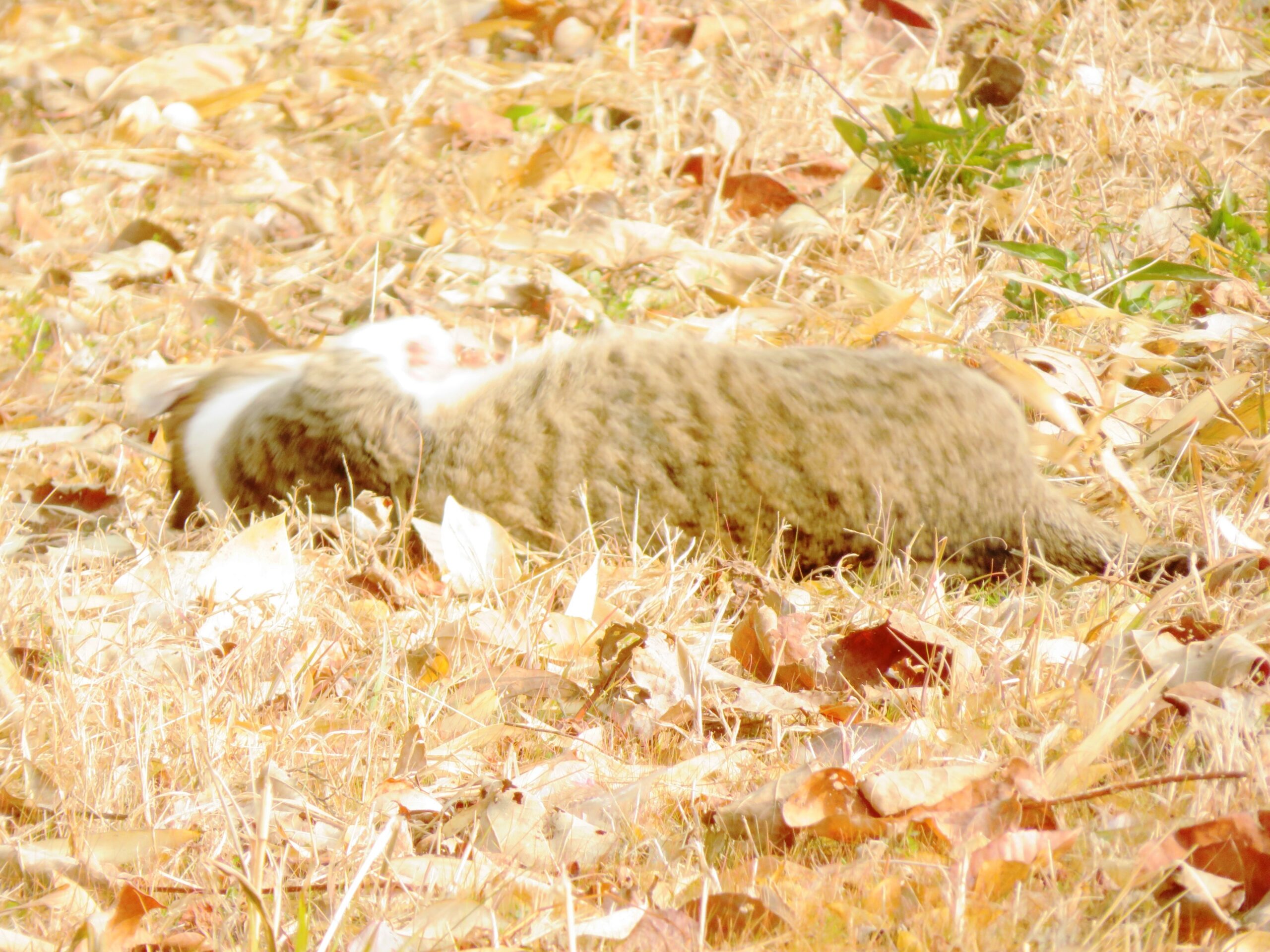 ねこ、風太　巡回