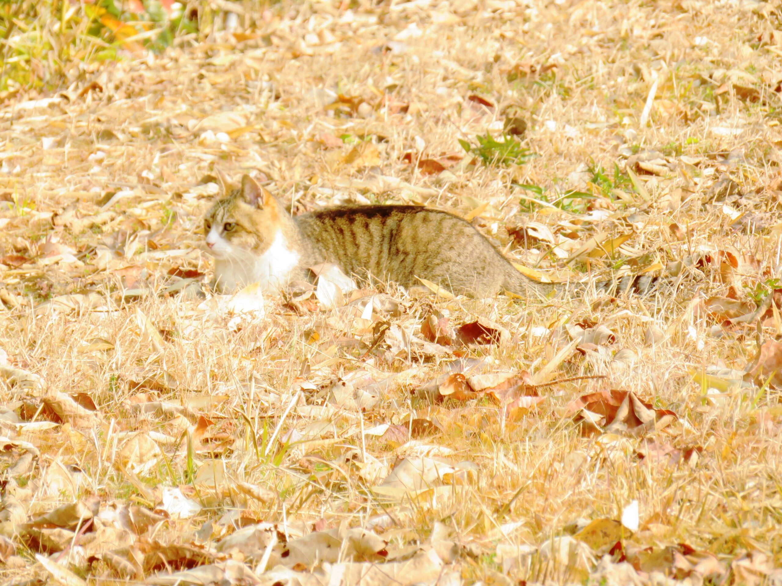 ねこ、風太　巡回