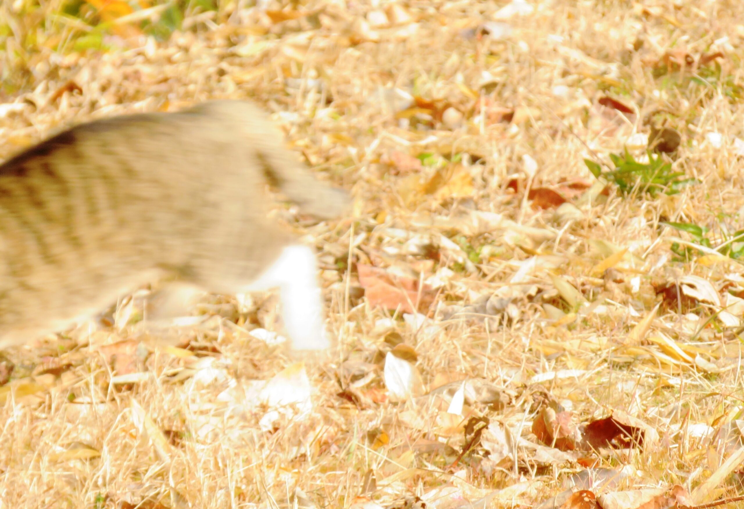 ねこ、風太　巡回