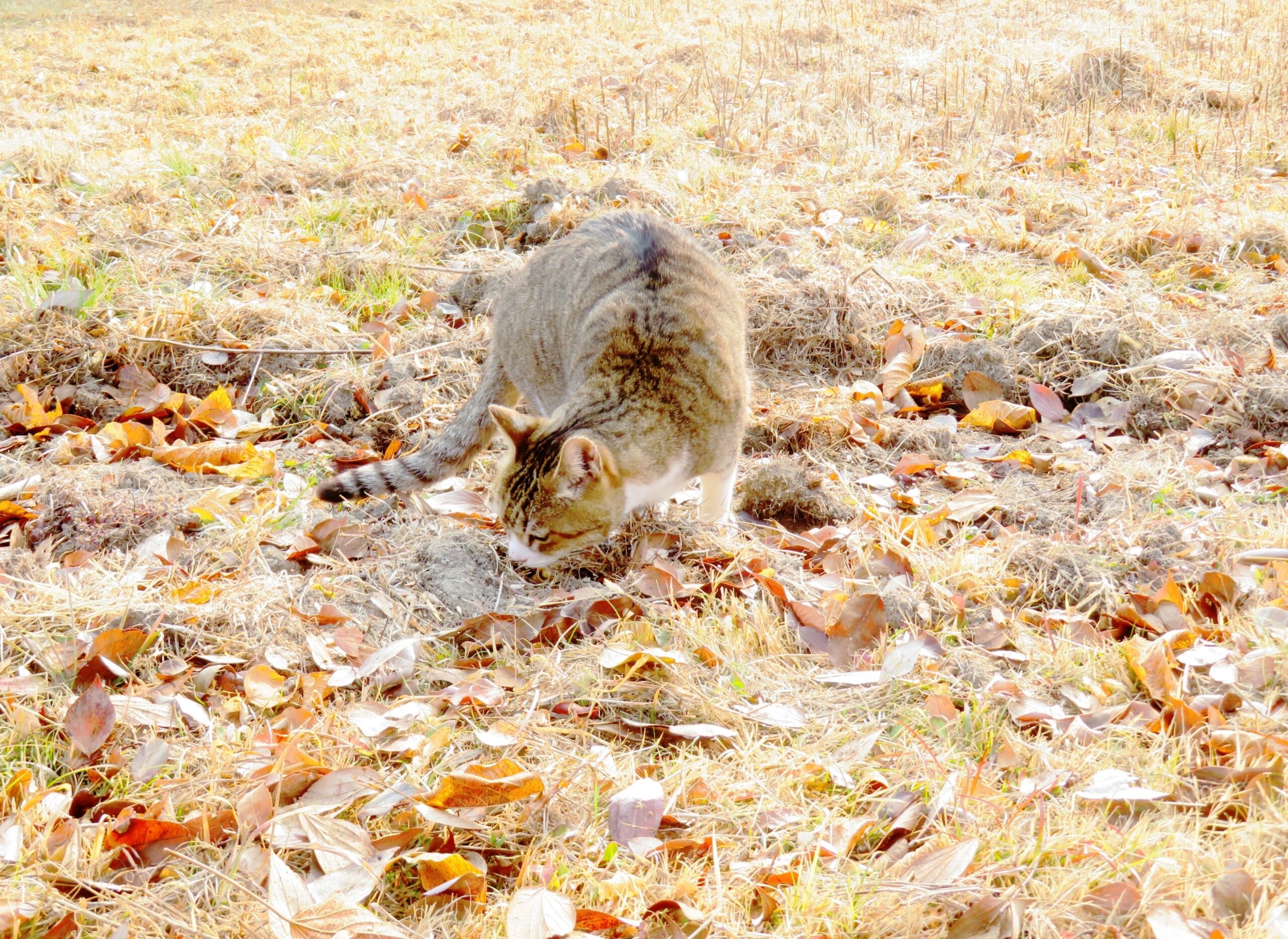 ねこ、風太　巡回