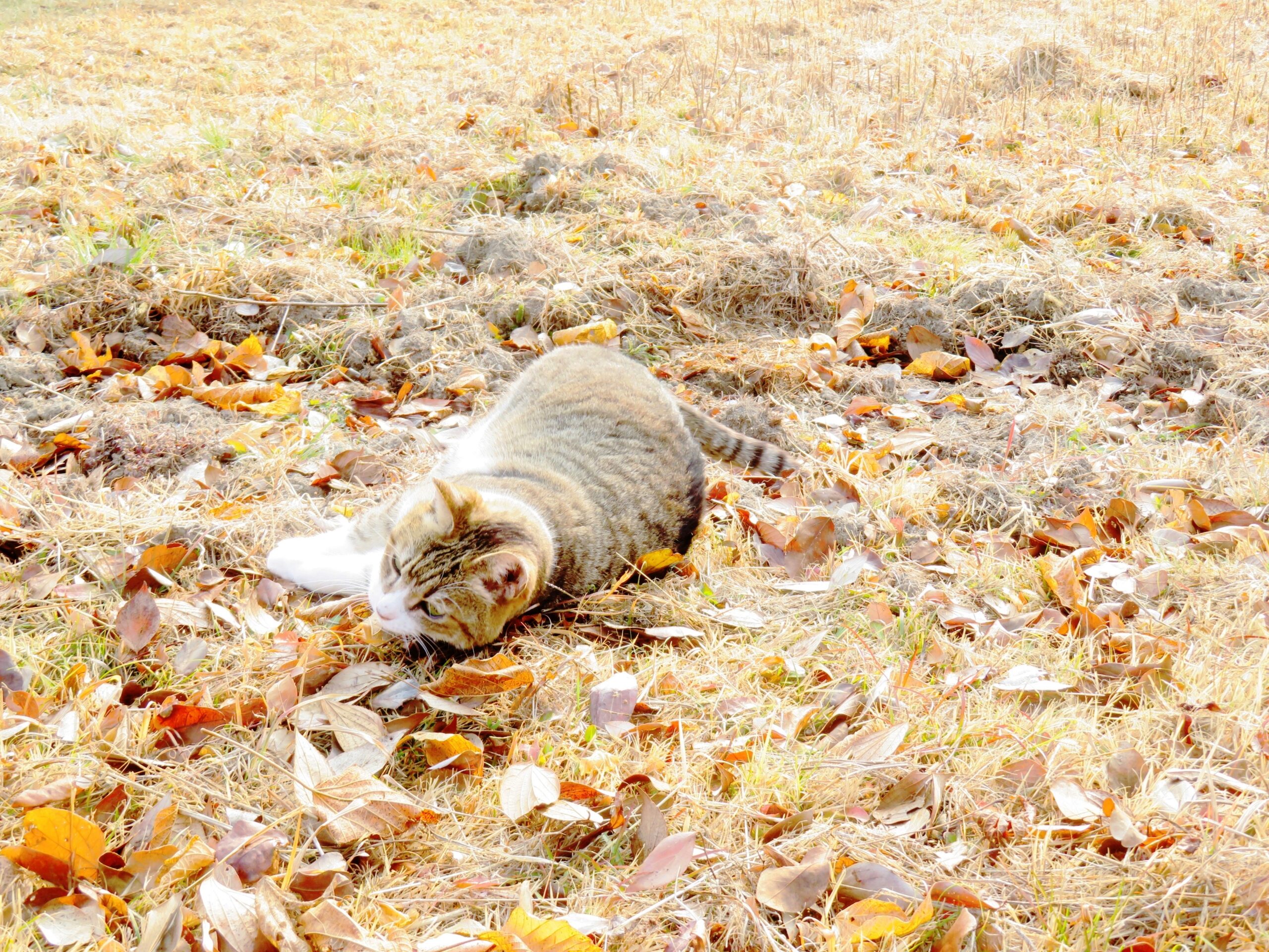 ねこ、風太　巡回