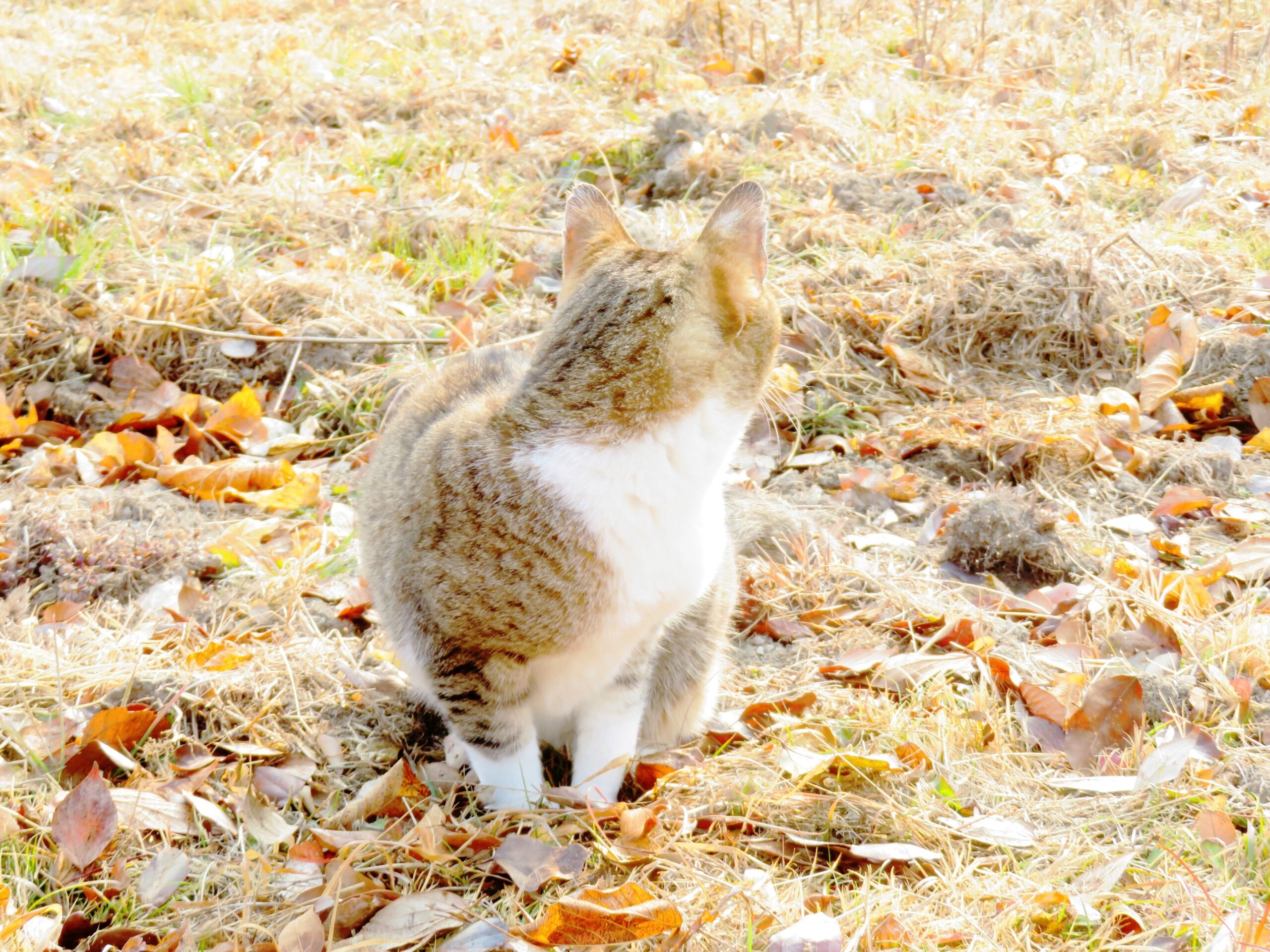 ねこ、風太　巡回