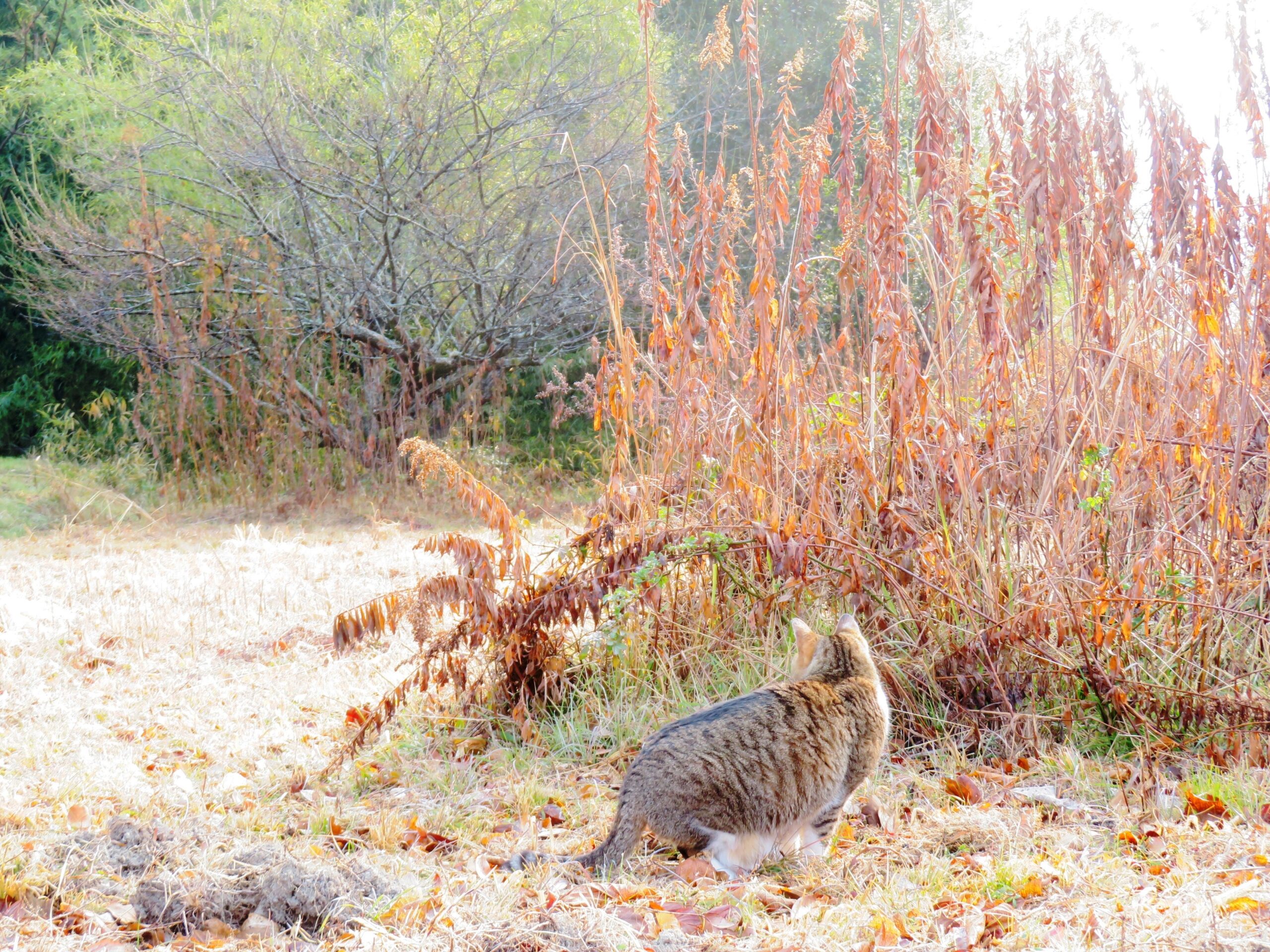 ねこ、風太　巡回