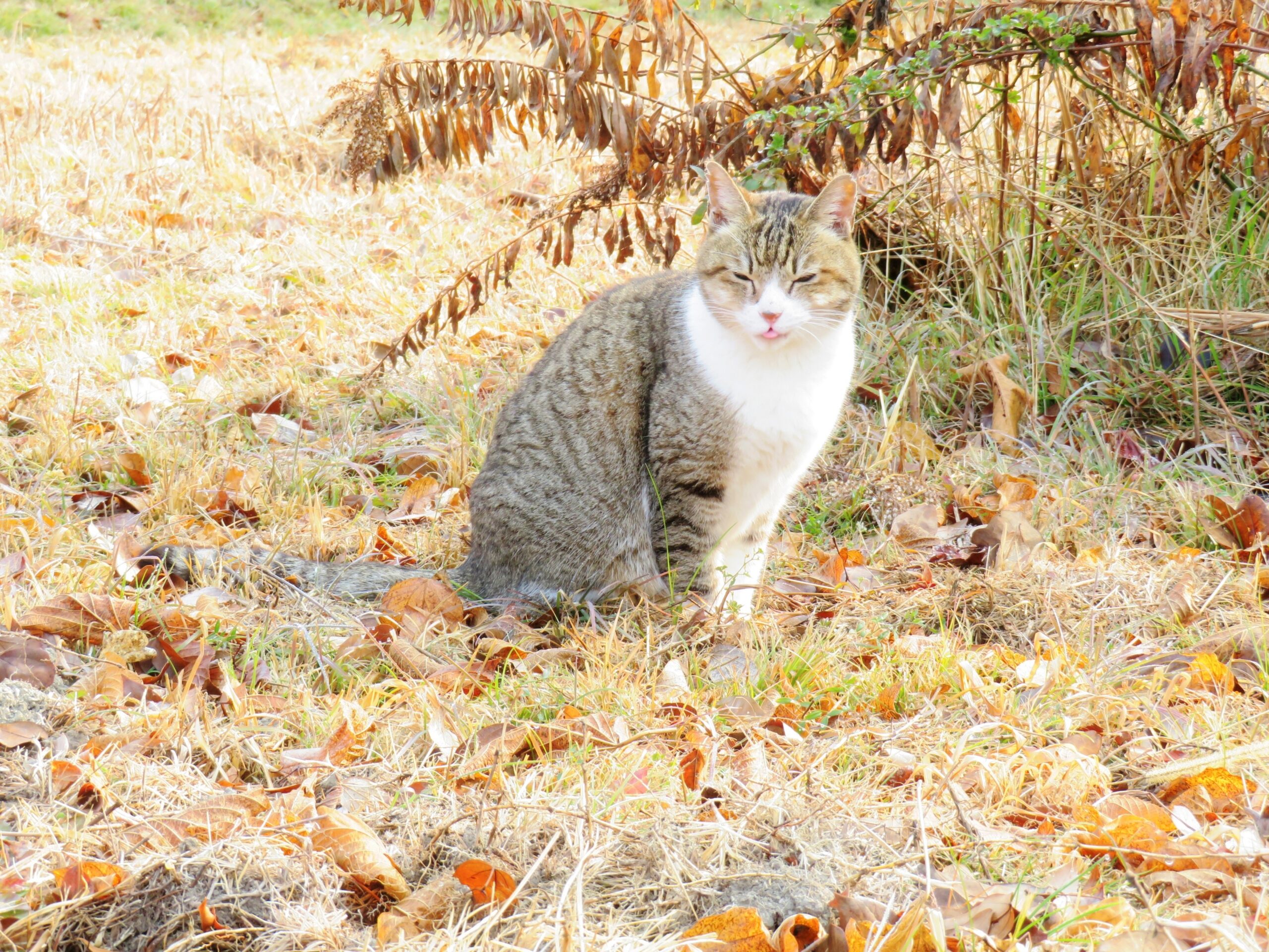 ねこ、風太　巡回