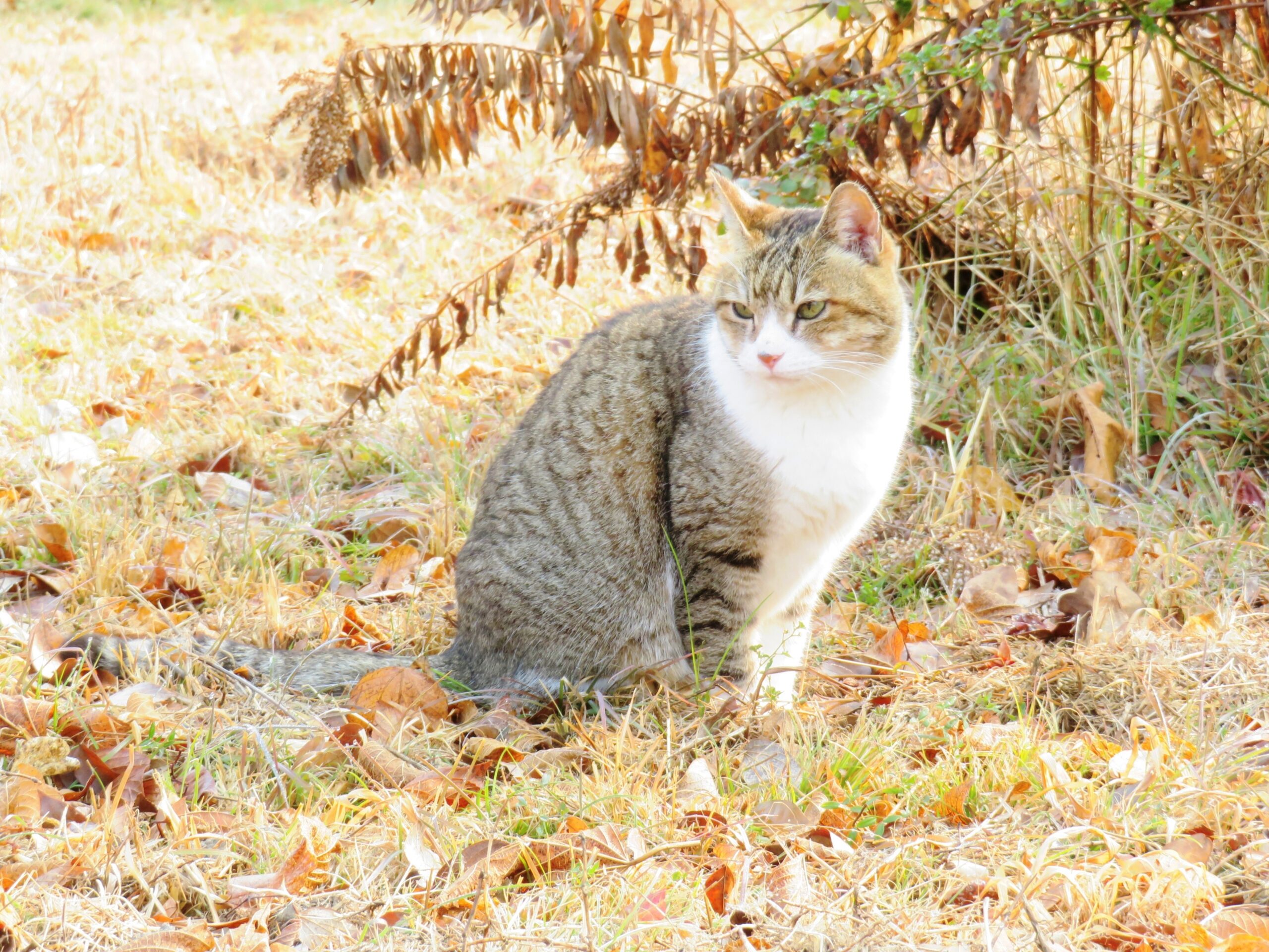 ねこ、風太　巡回