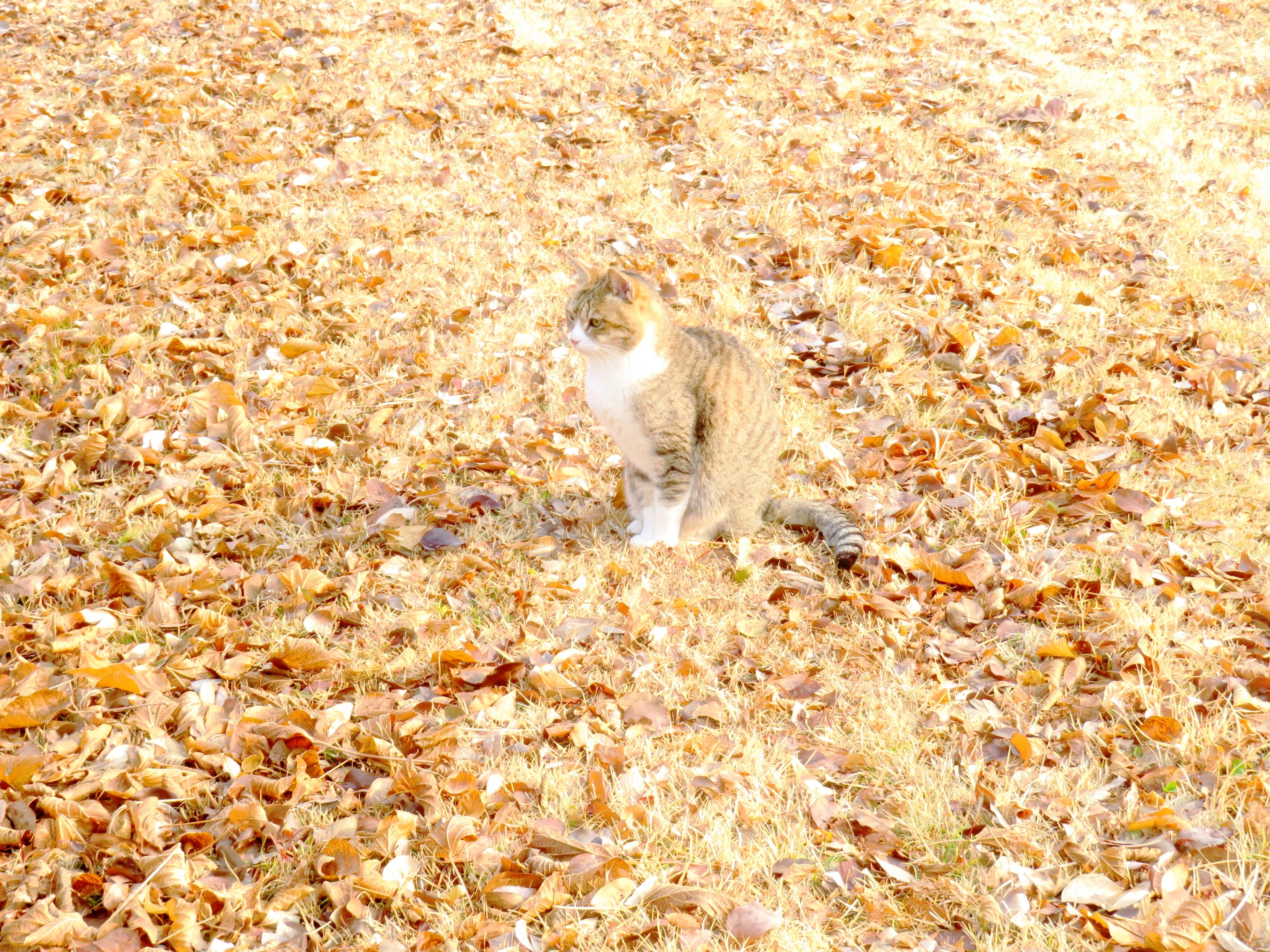 ねこ、風太　巡回