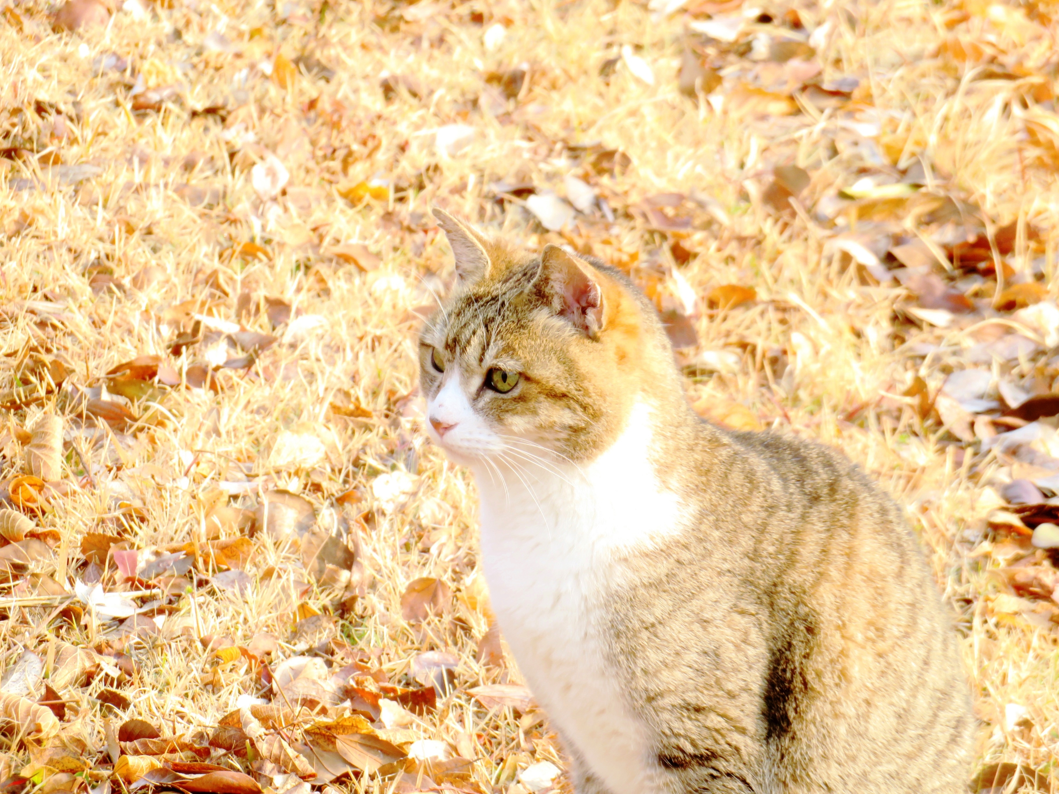 ねこ、風太　巡回