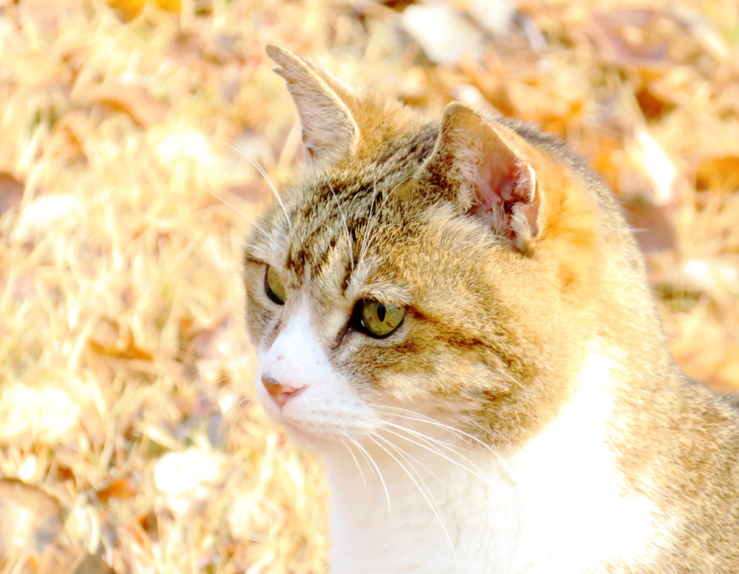 ねこ、風太　巡回