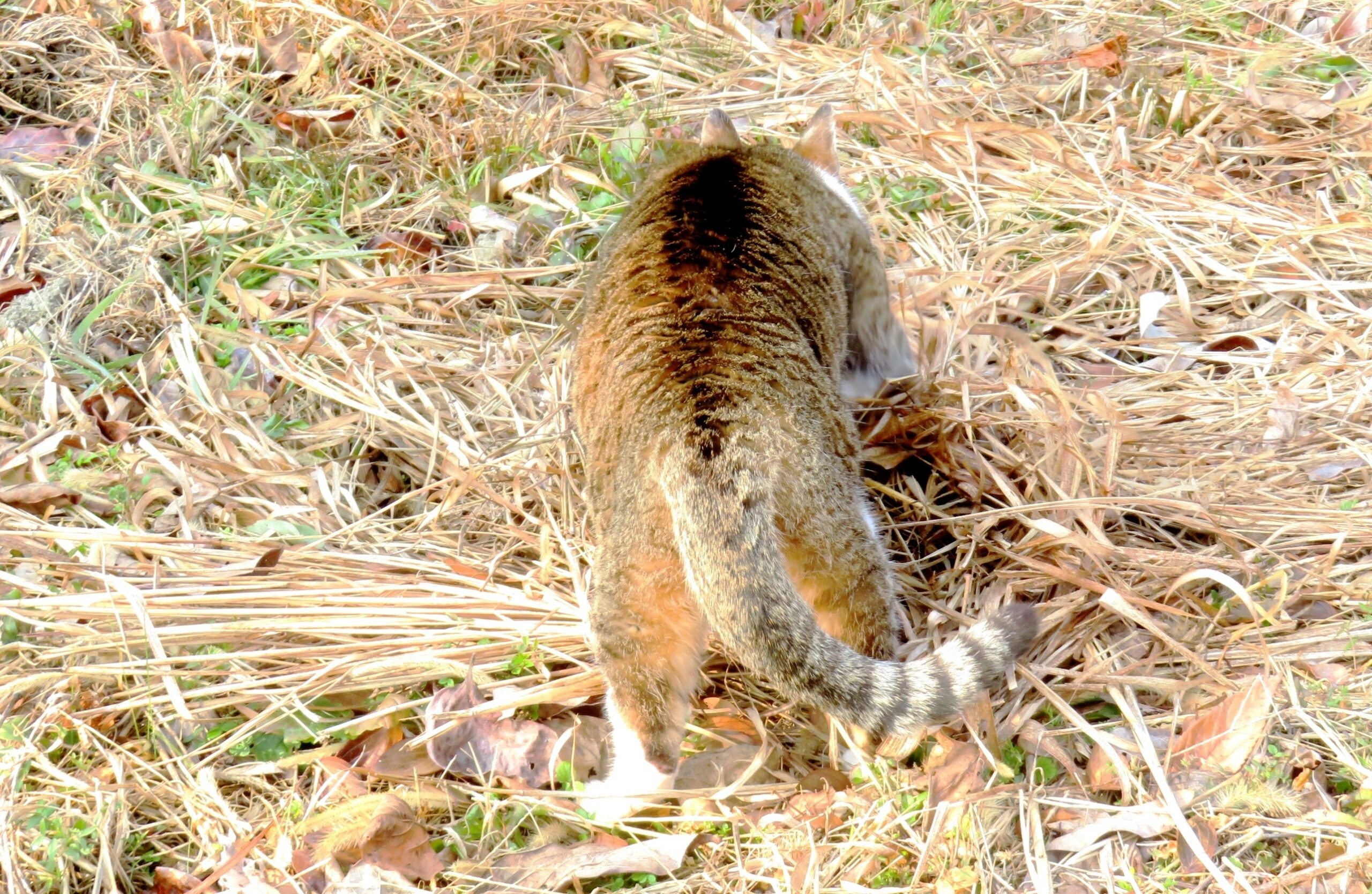 ねこ、風太　マーキング