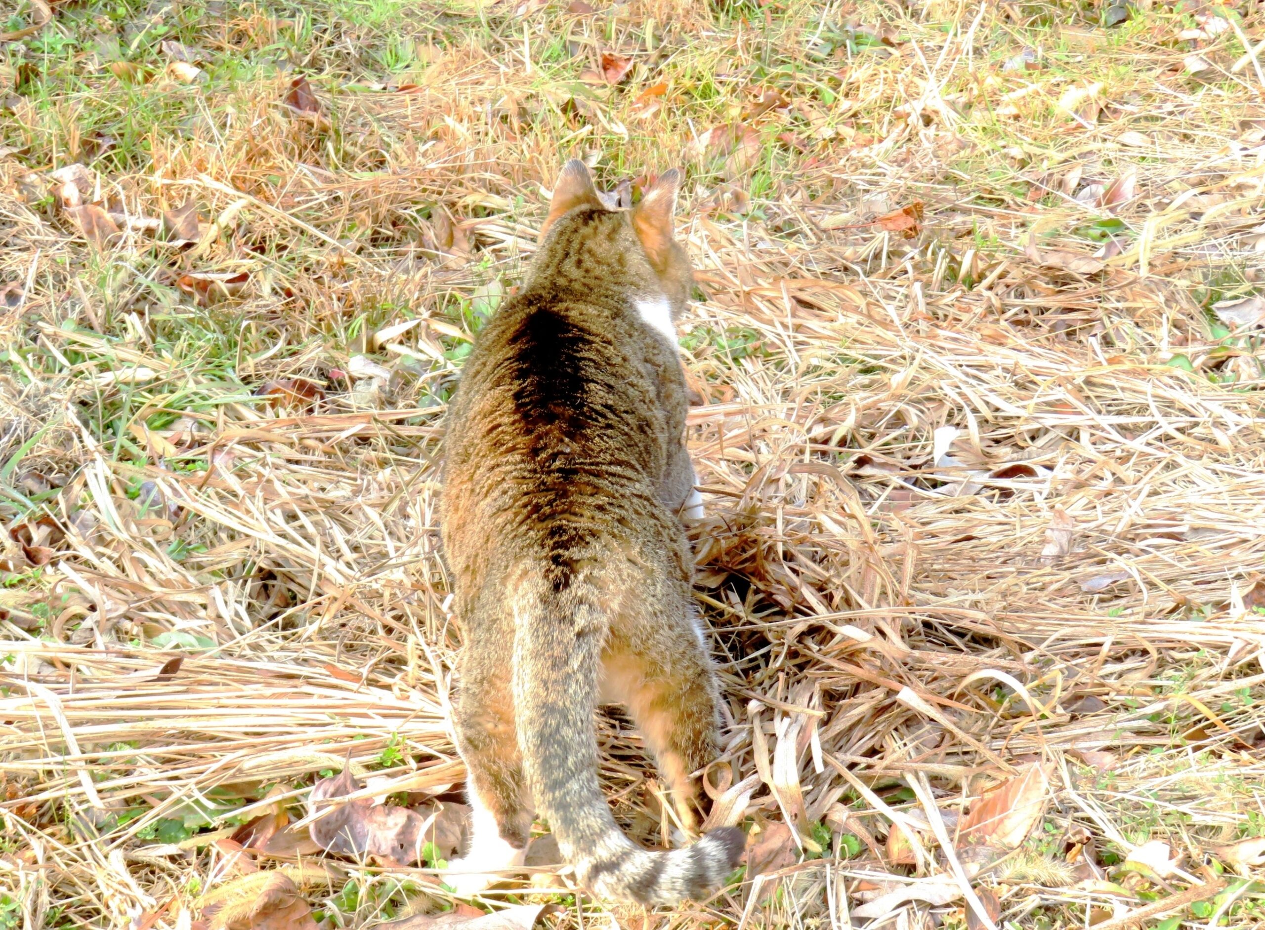 ねこ、風太　マーキング