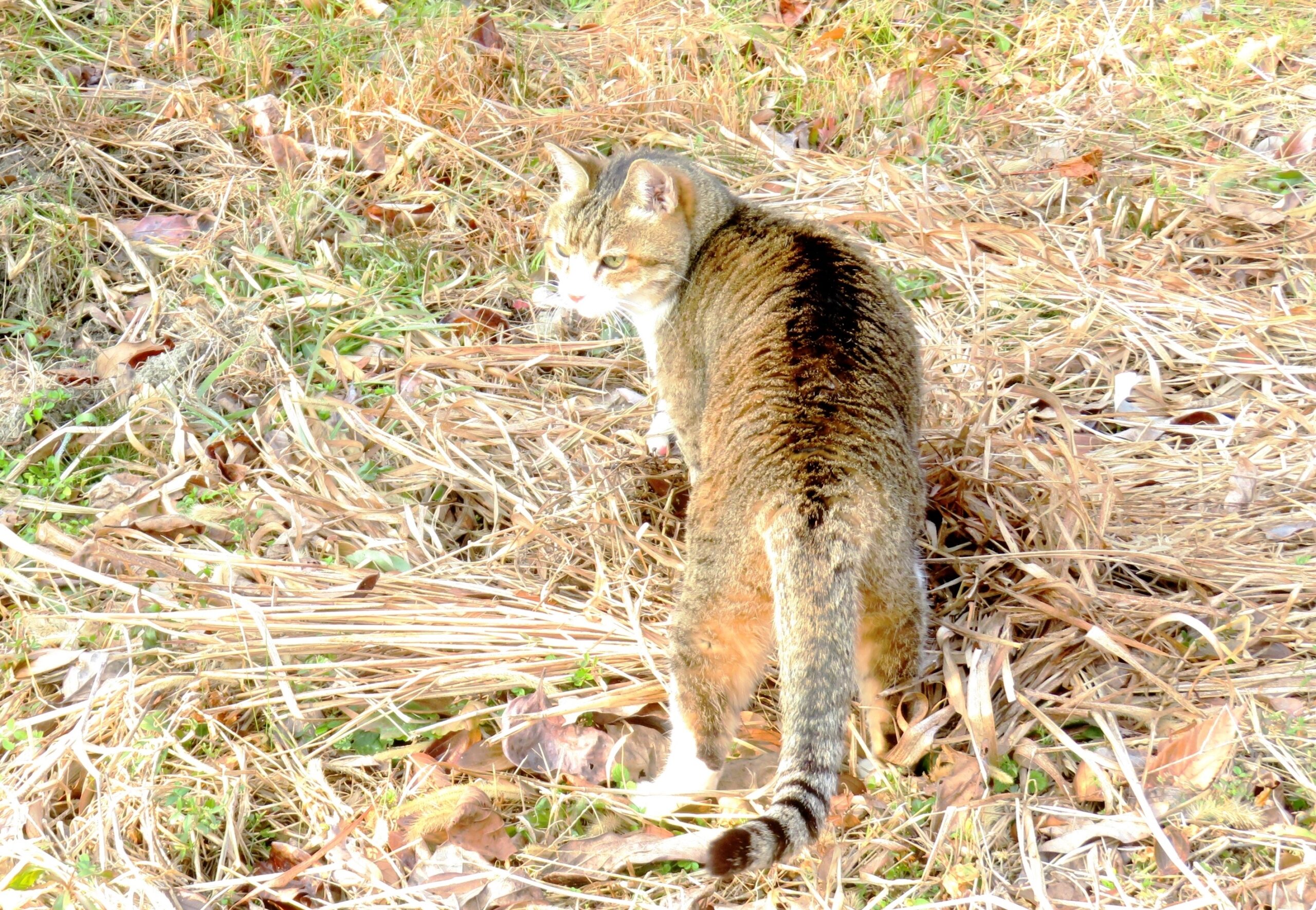 ねこ、風太　マーキング