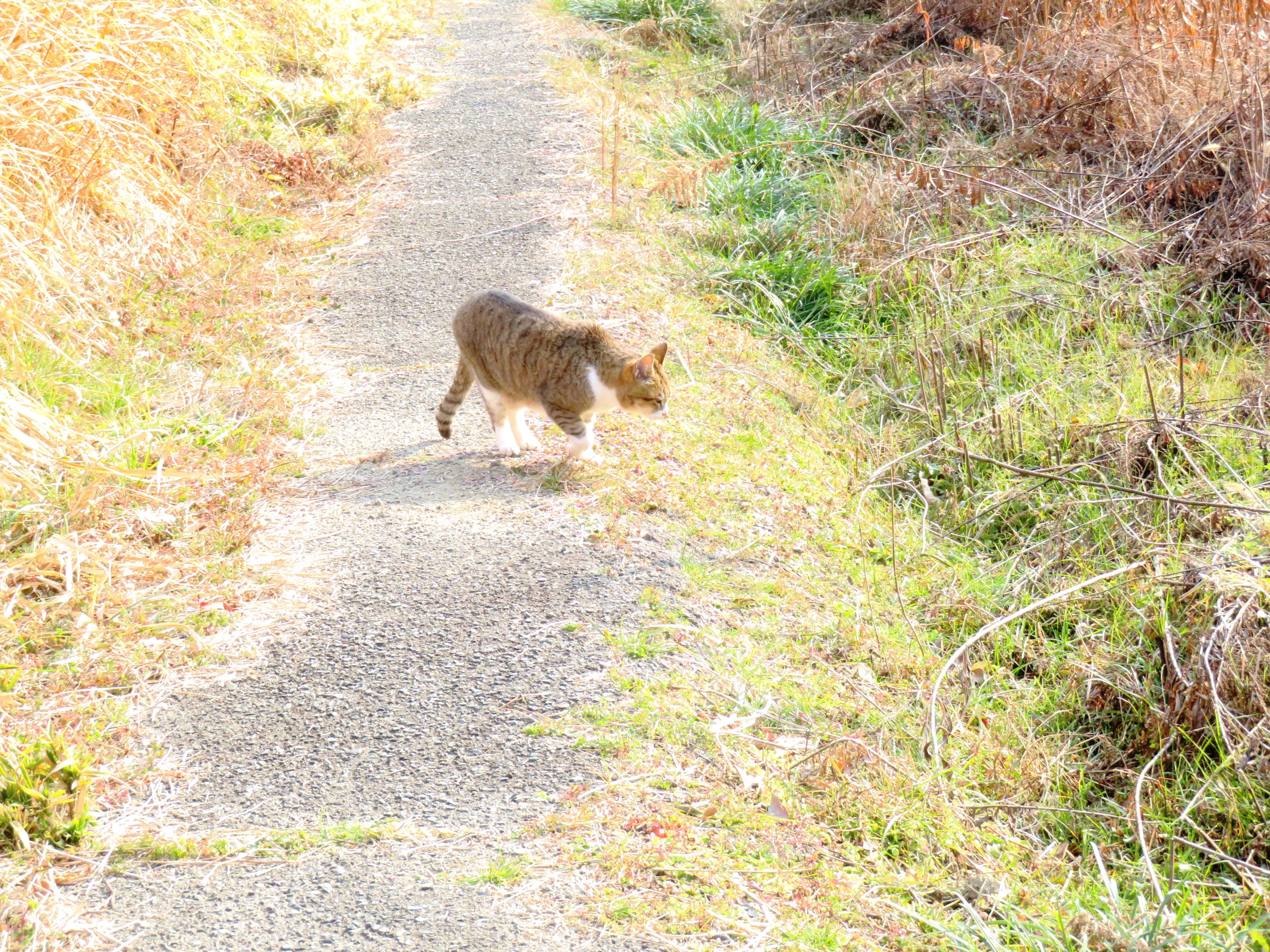 ねこ、風太 巡回