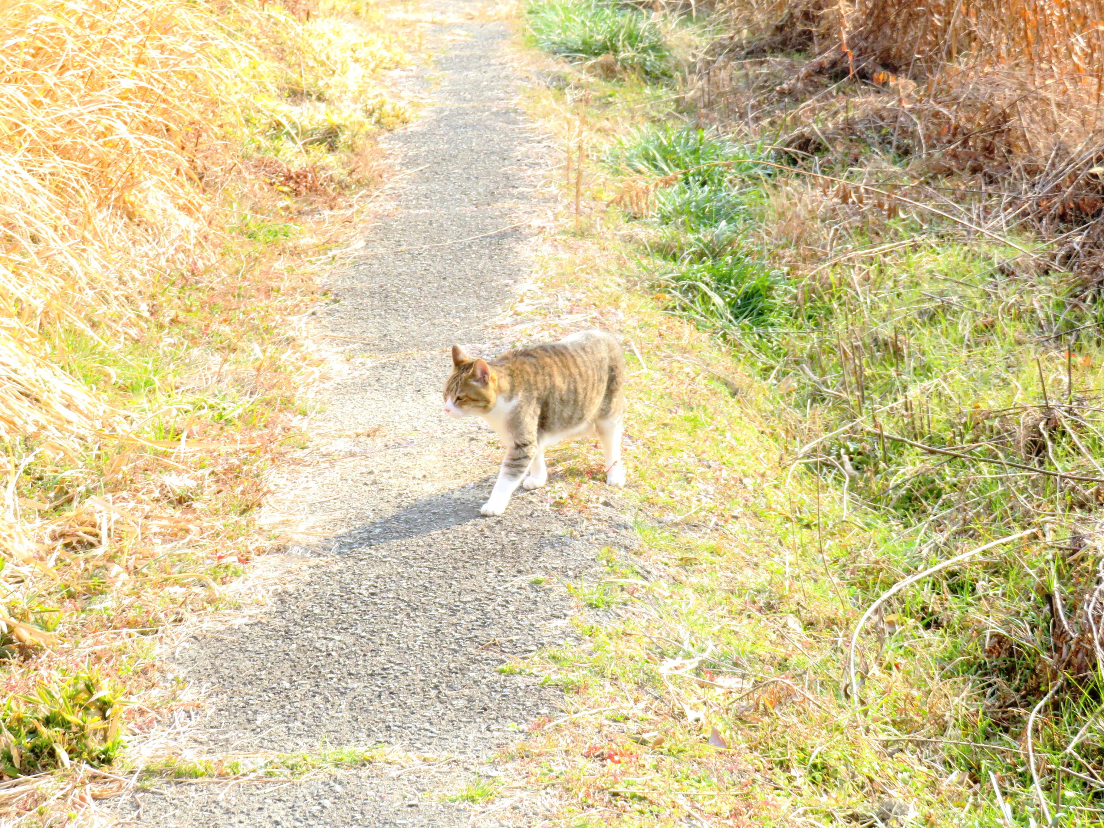 ねこ、風太 巡回
