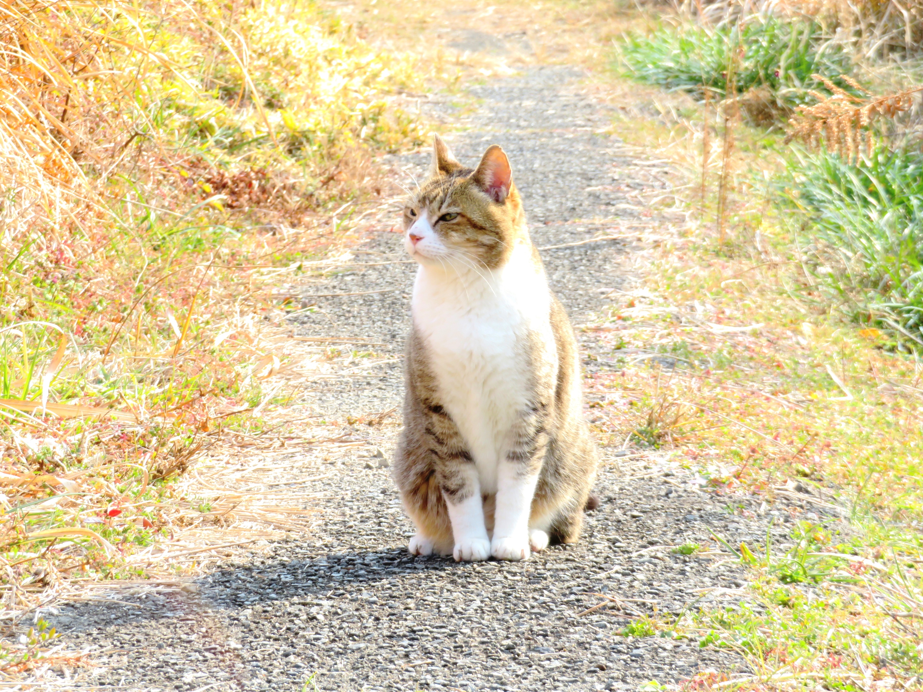 ねこ、風太 巡回