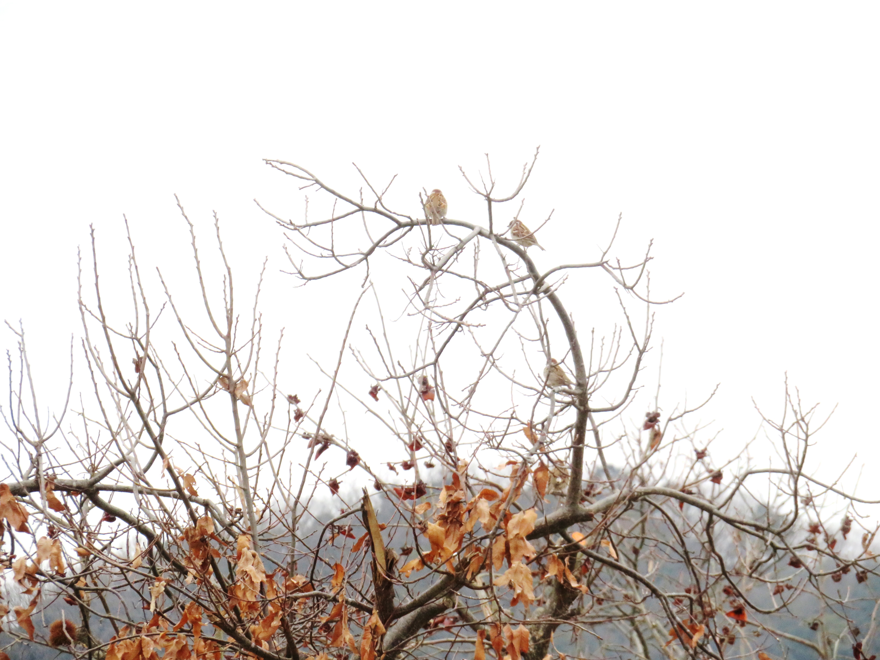 2月の田舎