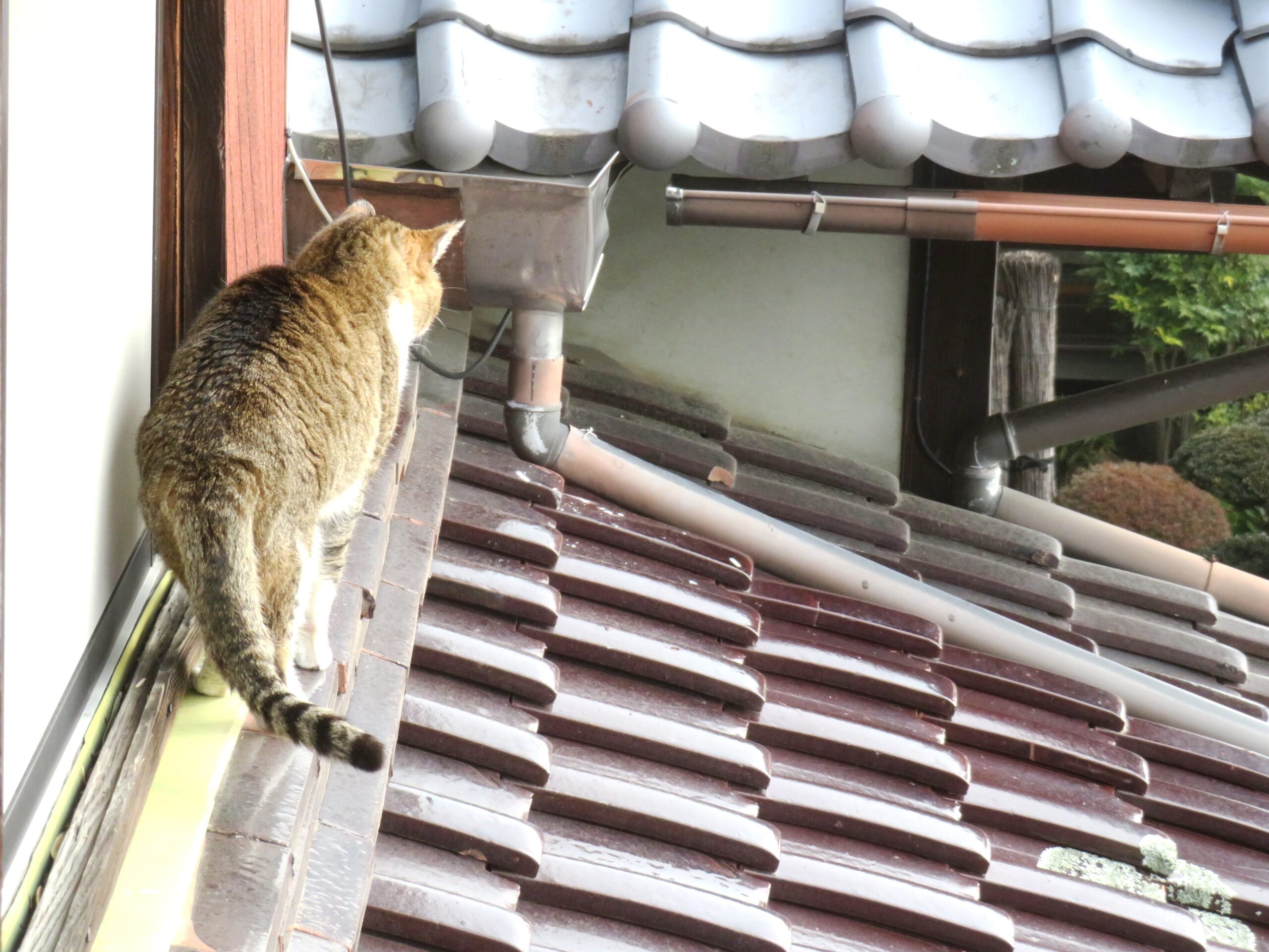 ねこ、風太　巡回