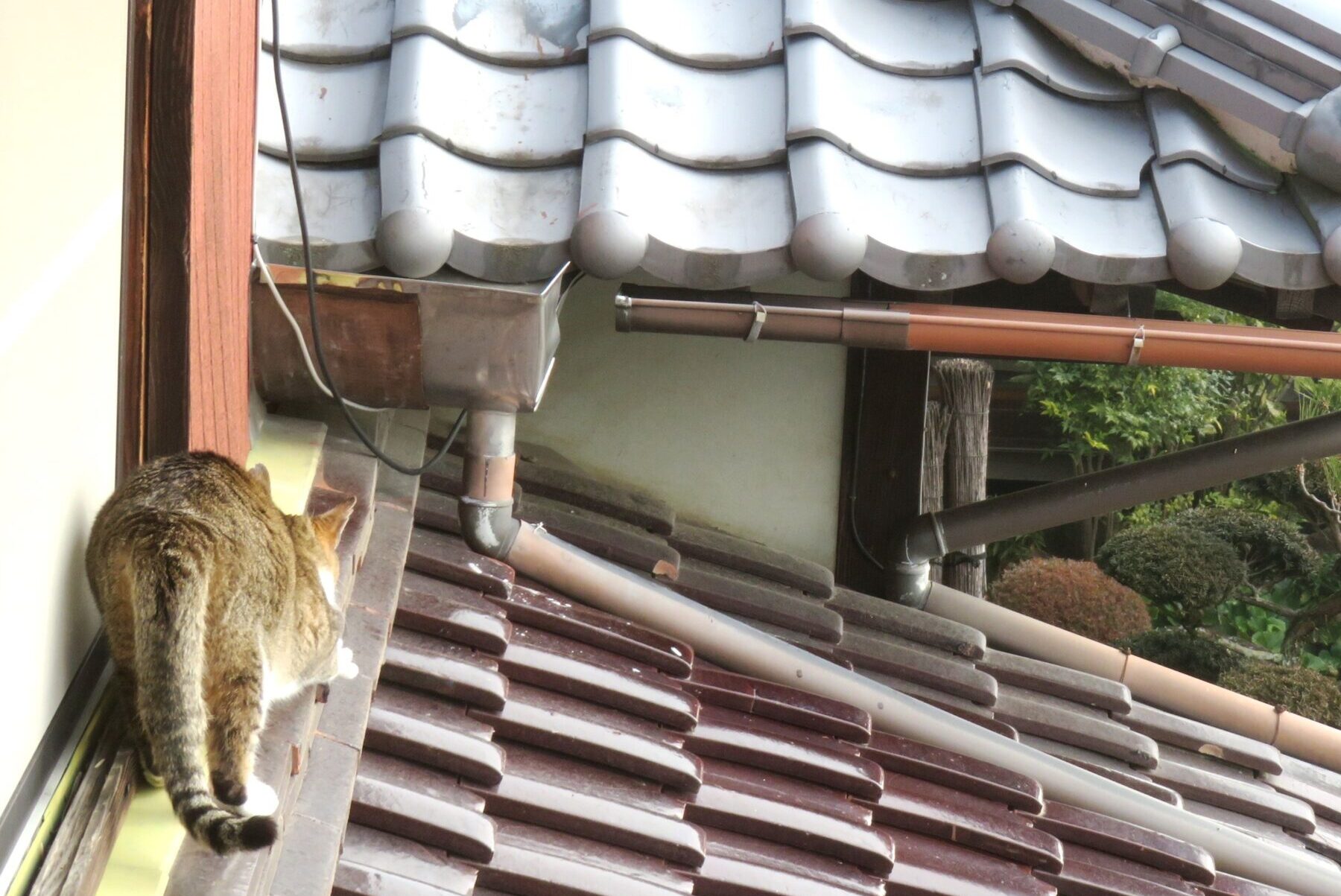 ねこ、風太　巡回