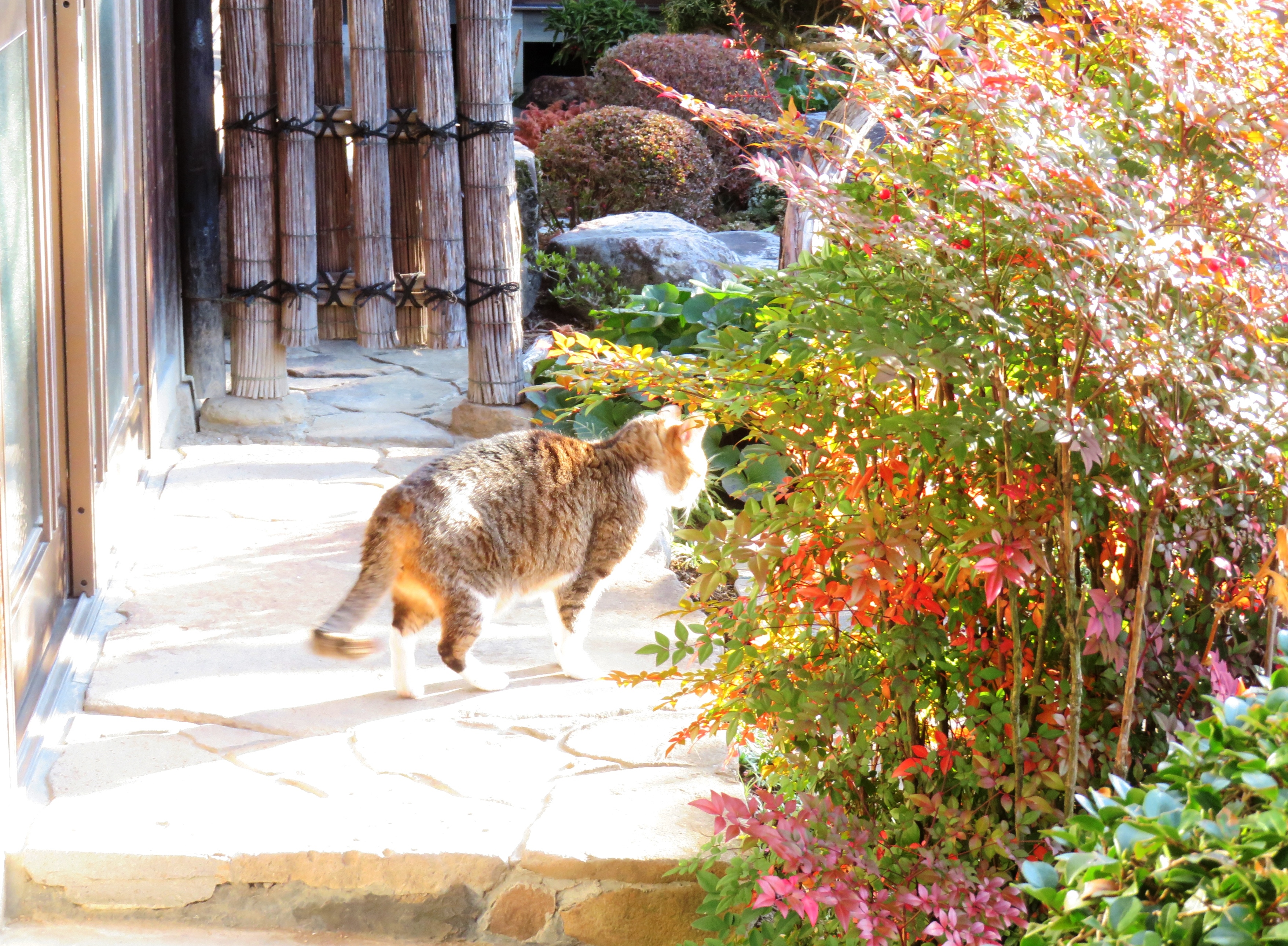 ねこ、風太 巡回