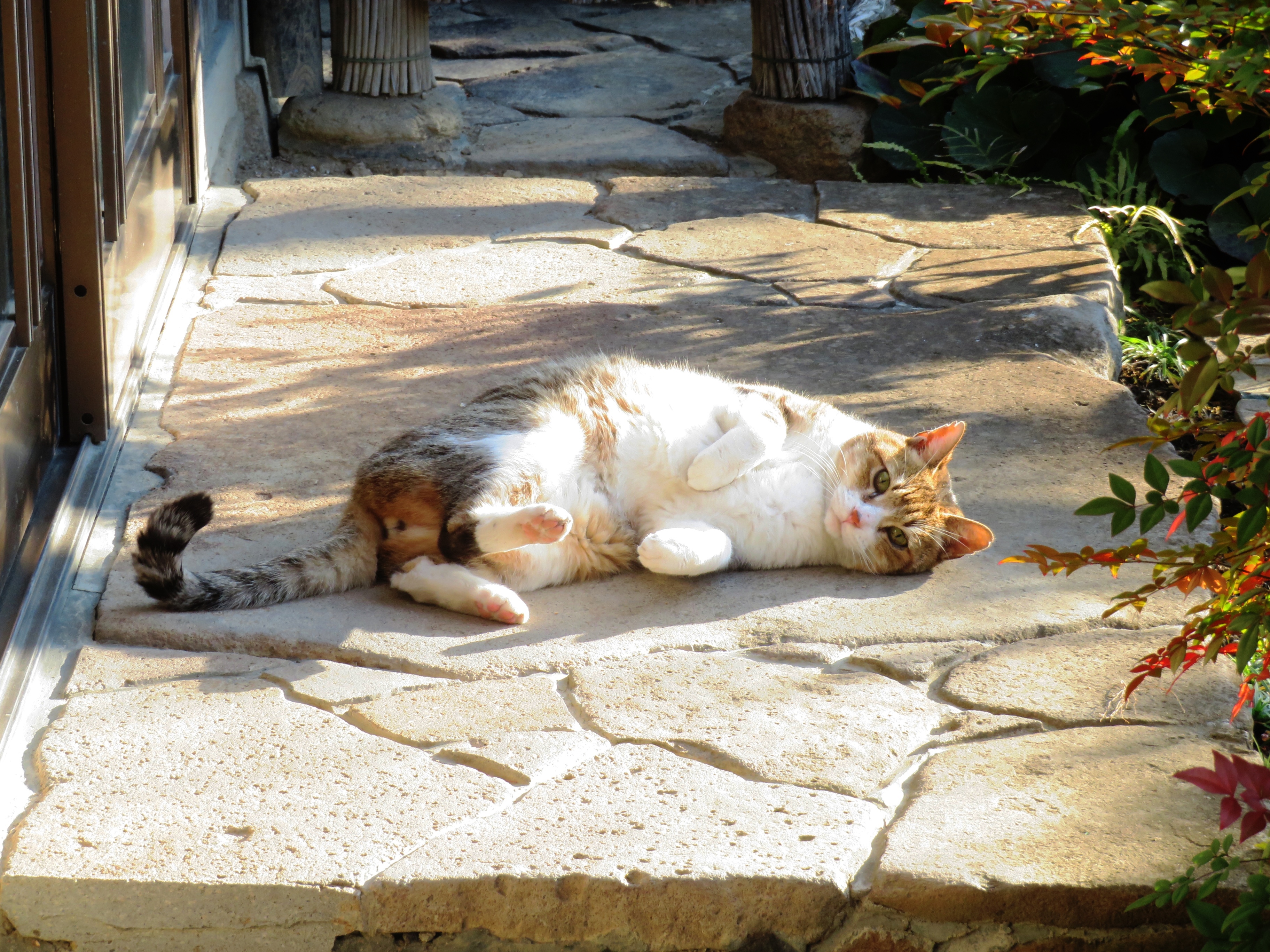 ねこ、風太 巡回