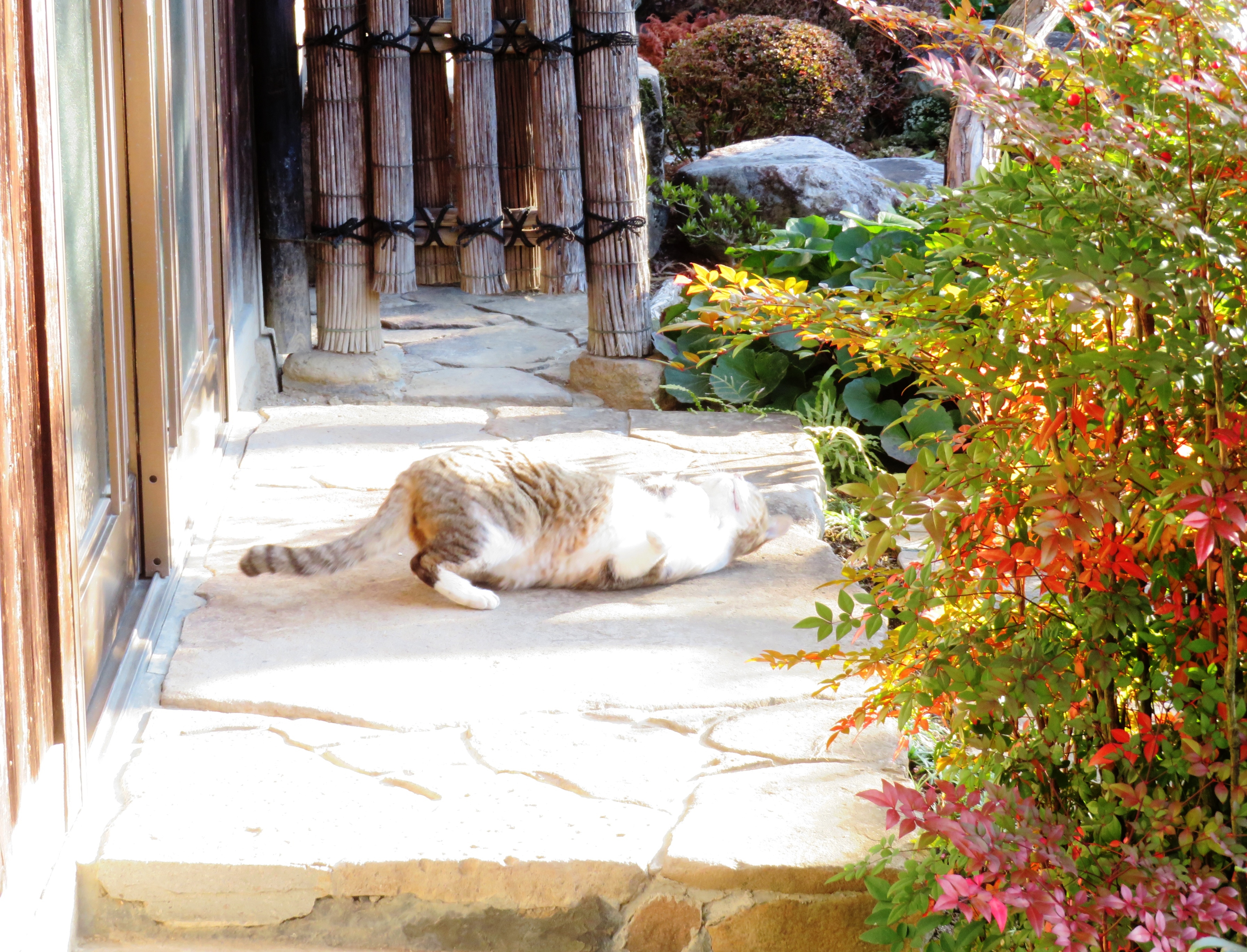 ねこ、風太 巡回