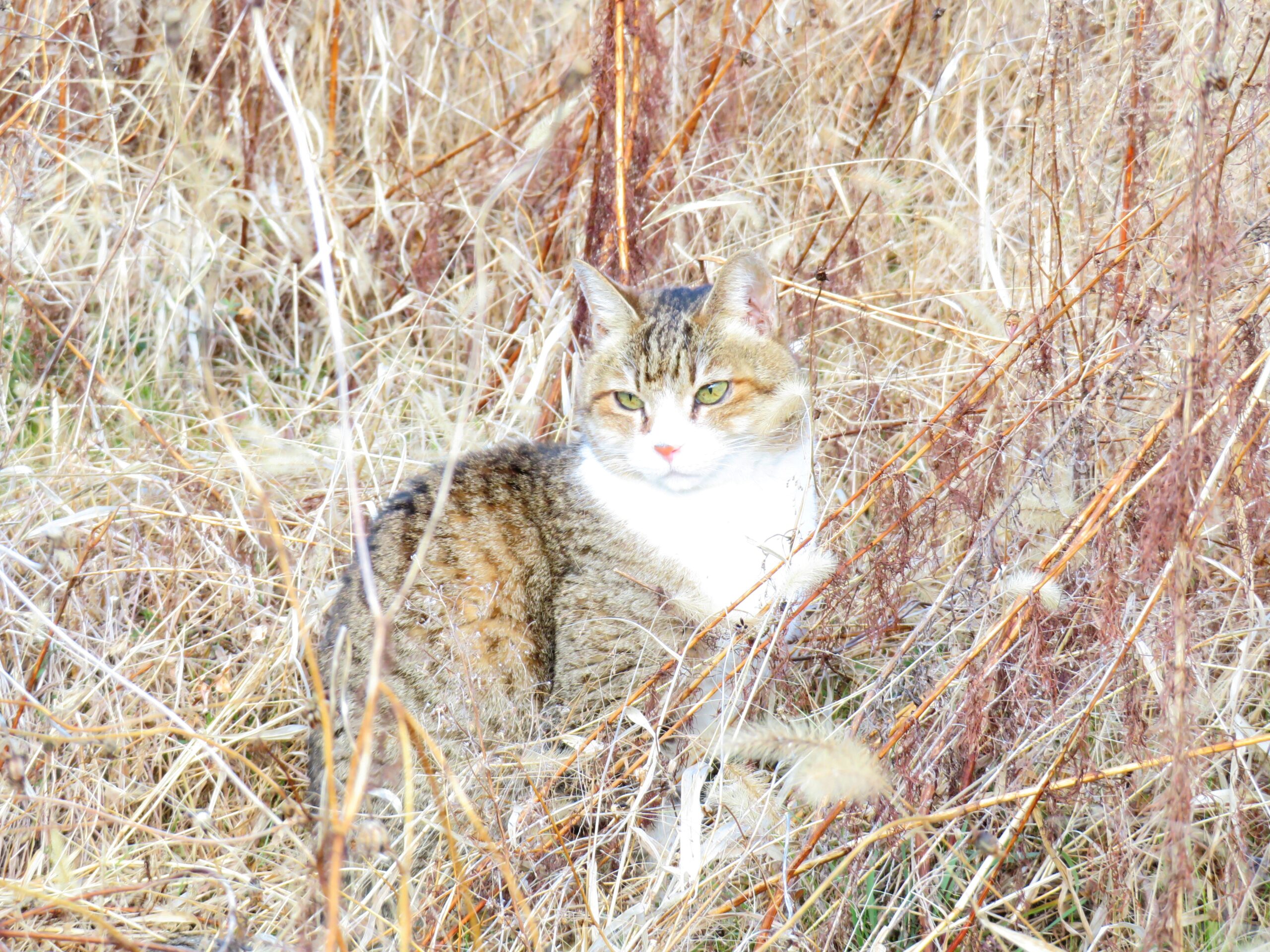 ねこ、風太　巡回