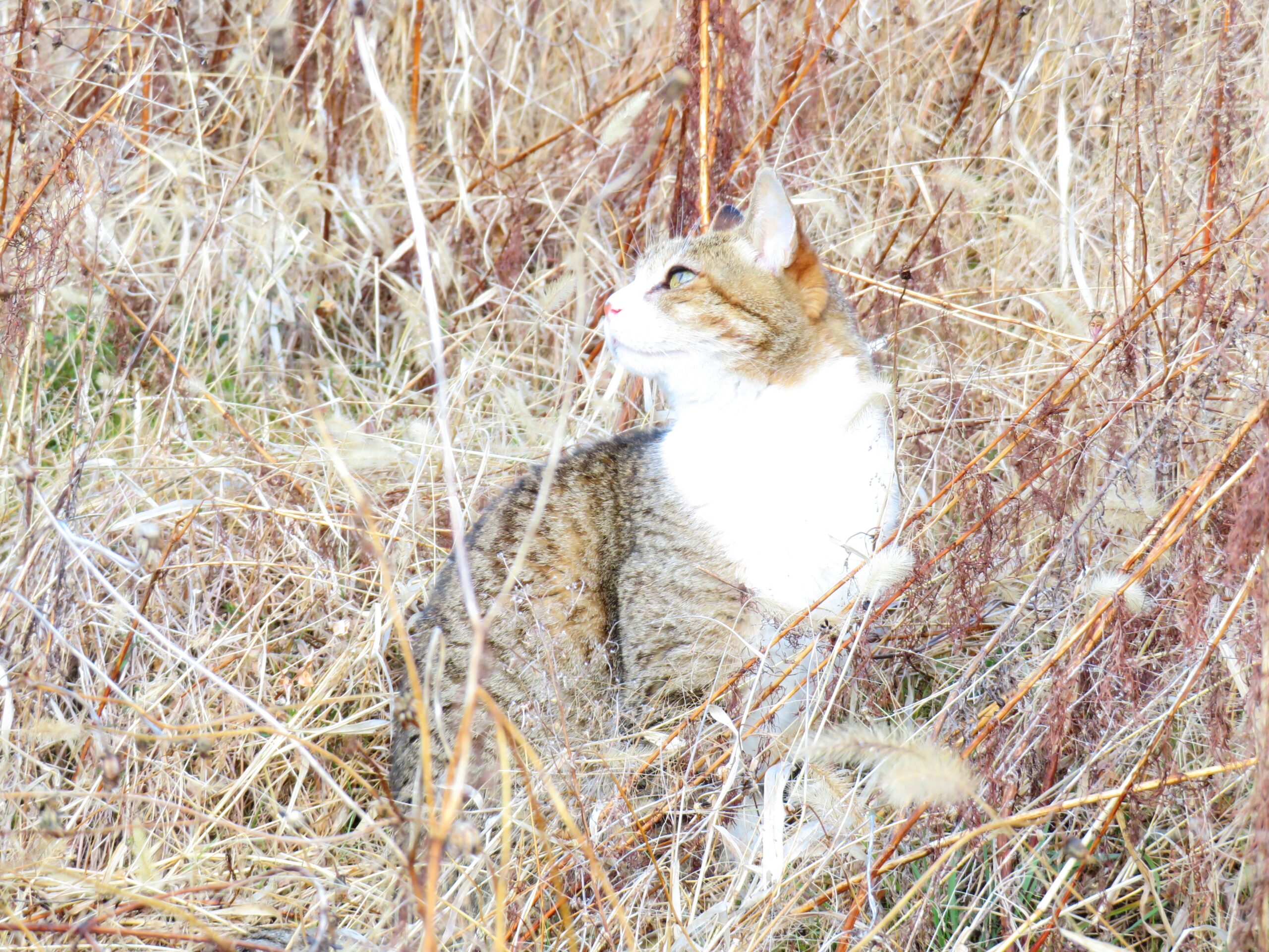 ねこ、風太　巡回