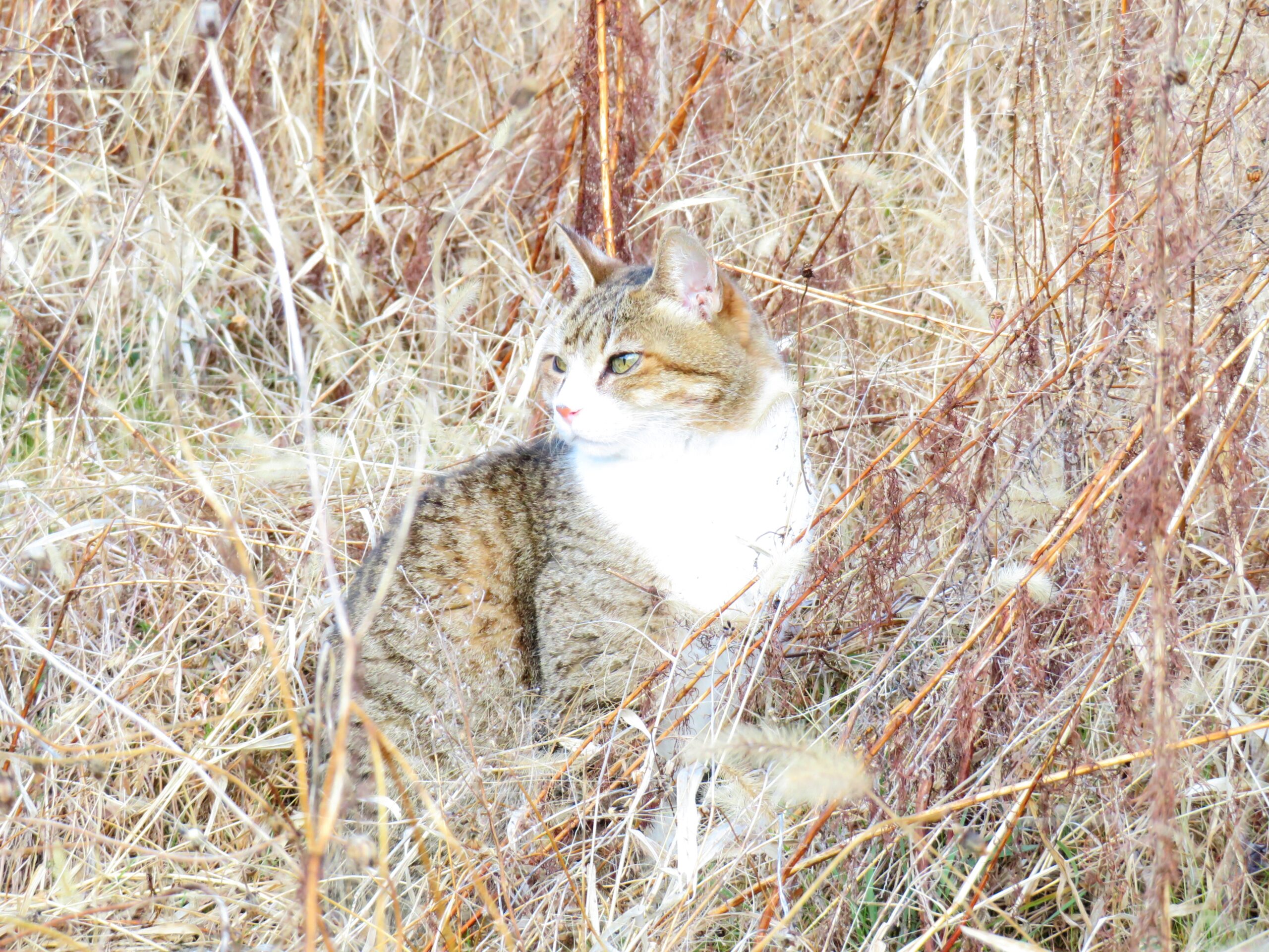 ねこ、風太　巡回