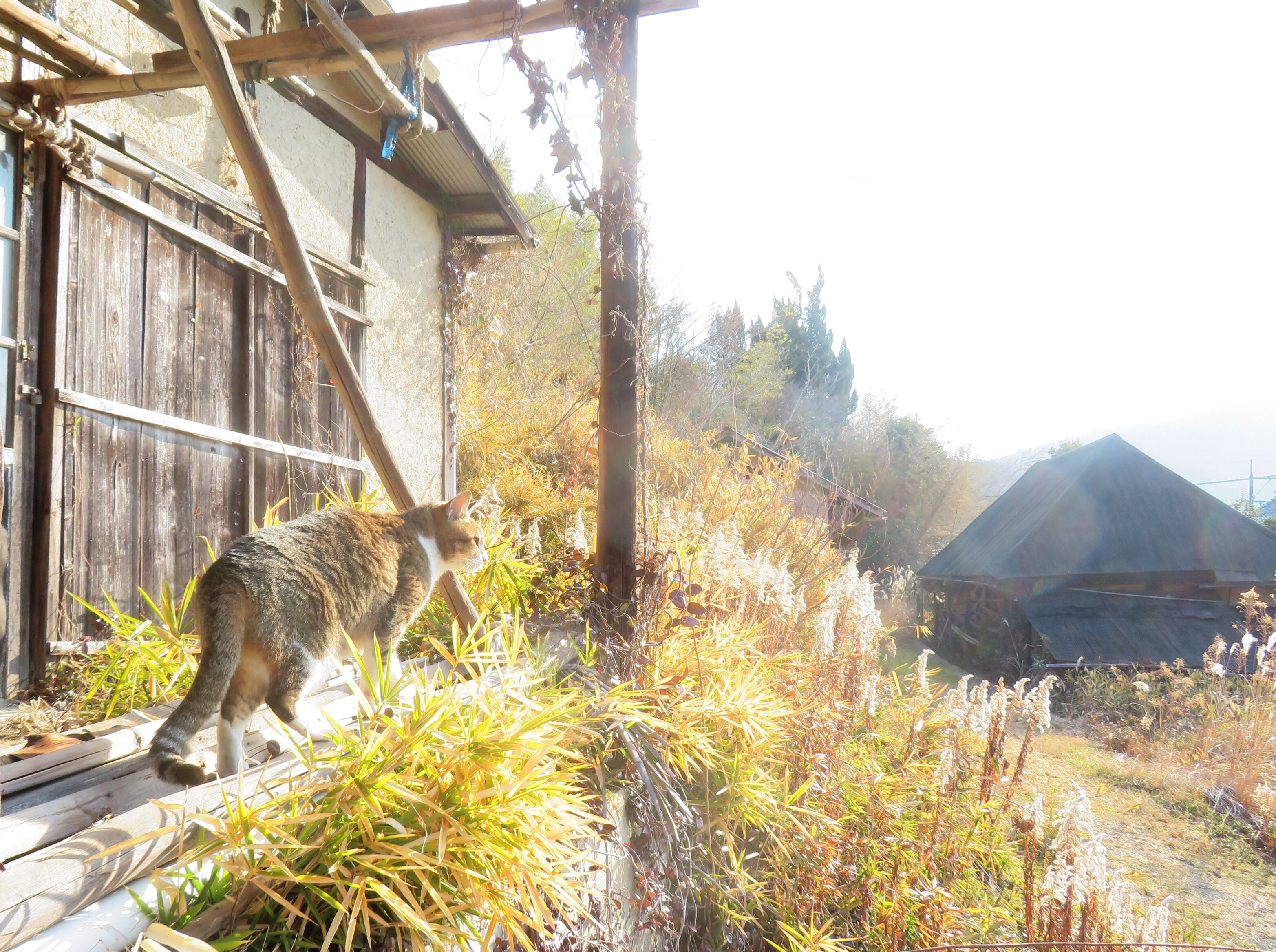 ねこ、風太 巡回