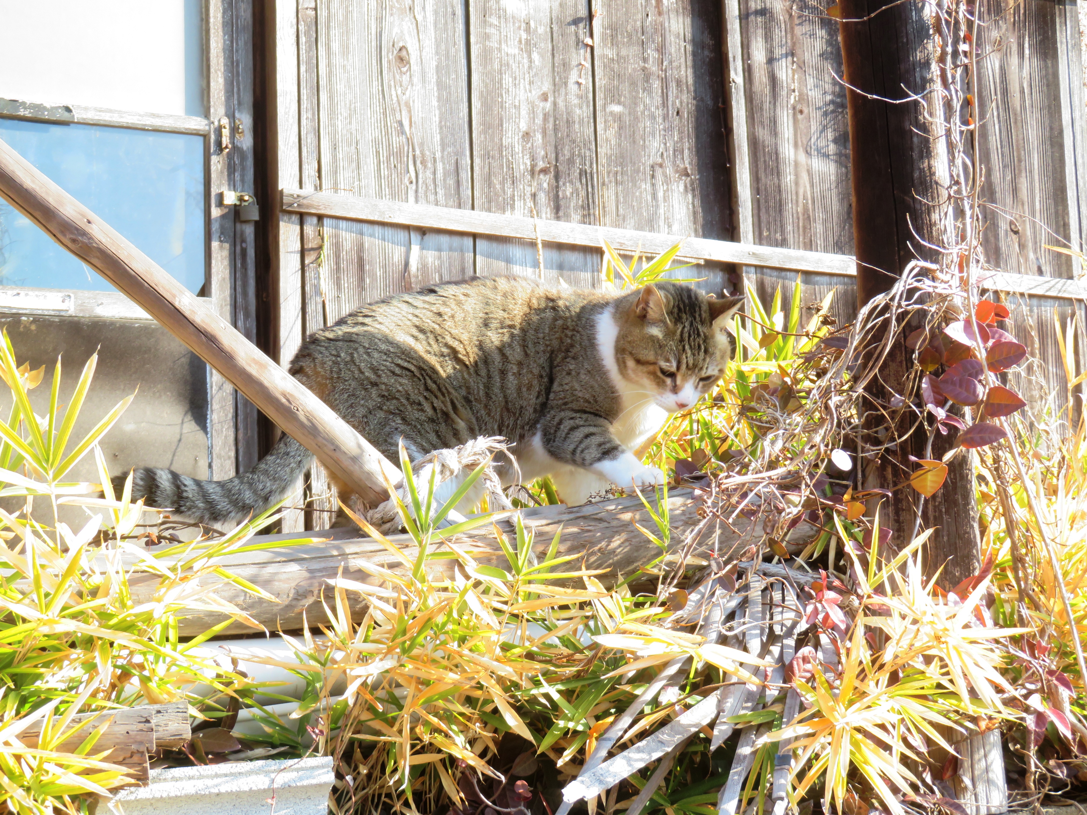 ねこ、風太 巡回
