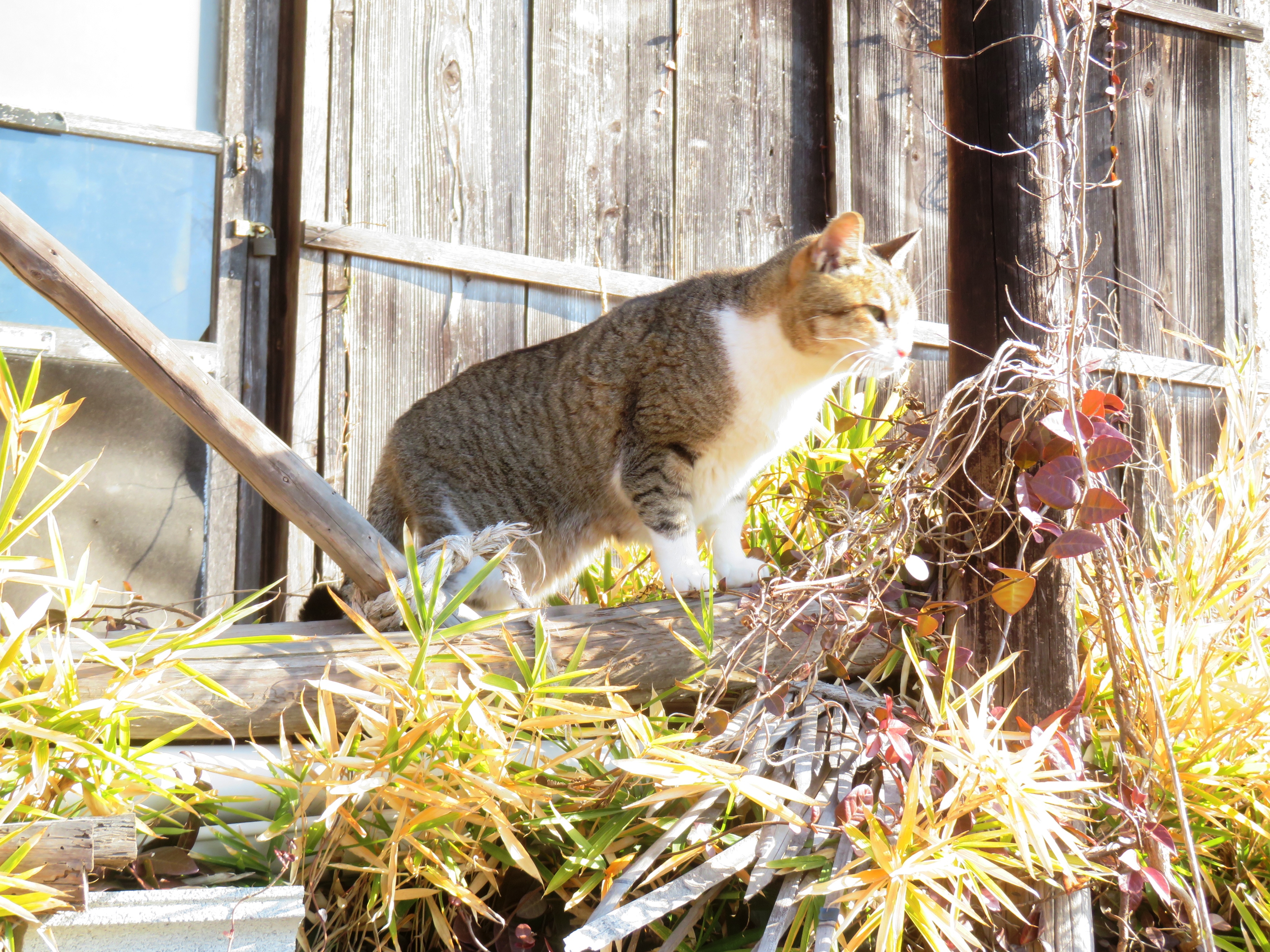 ねこ、風太 巡回