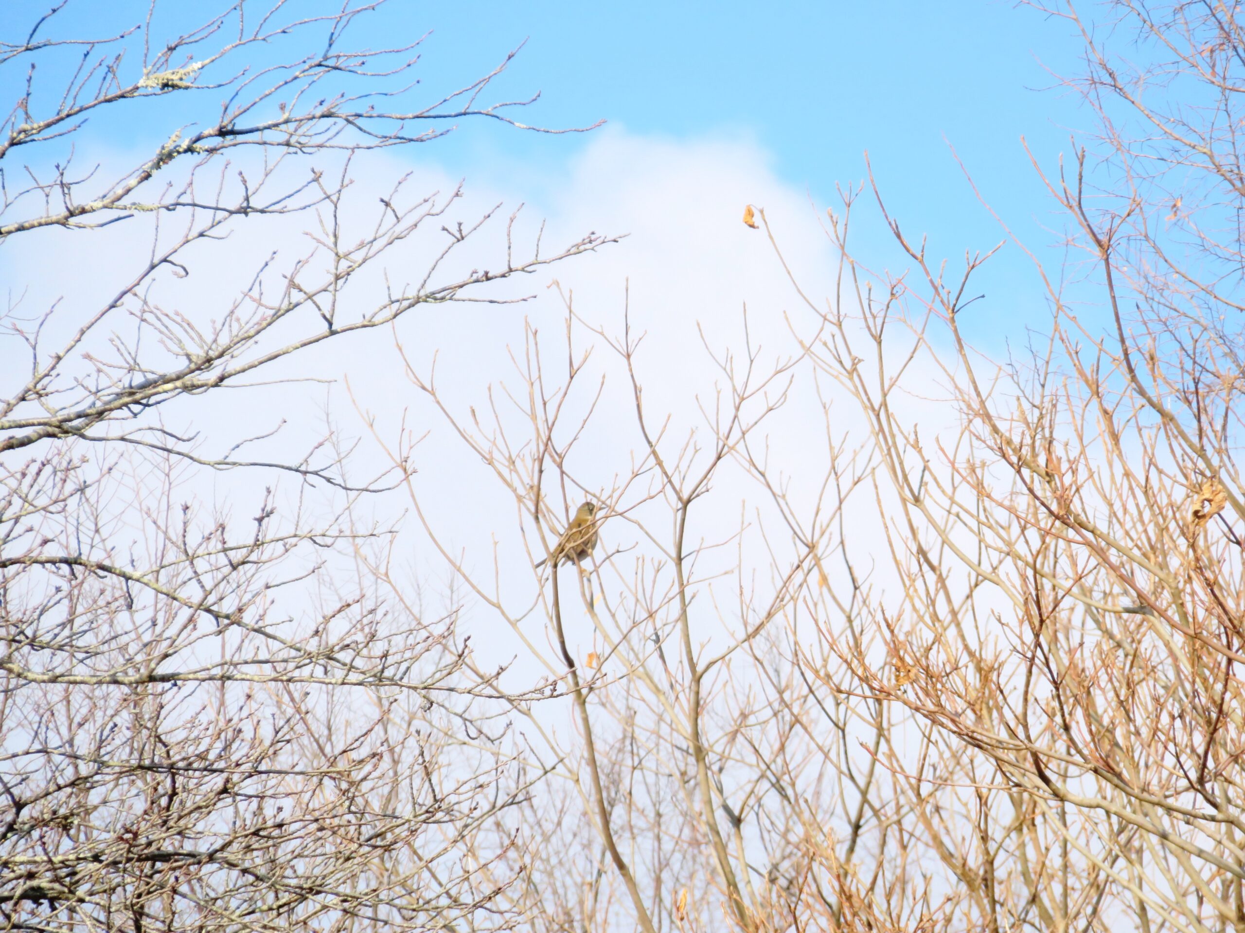 裸木と野鳥