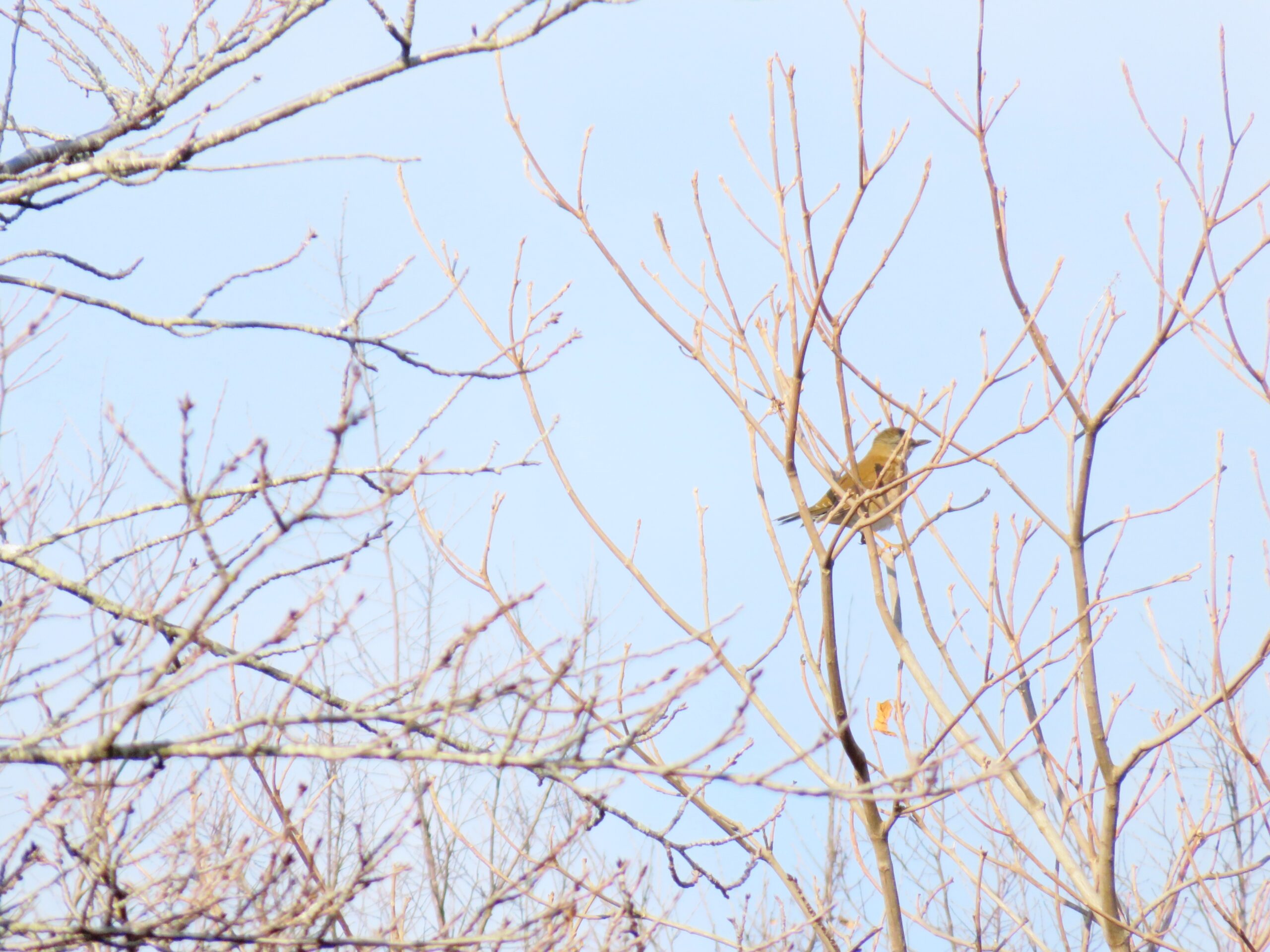 裸木と野鳥