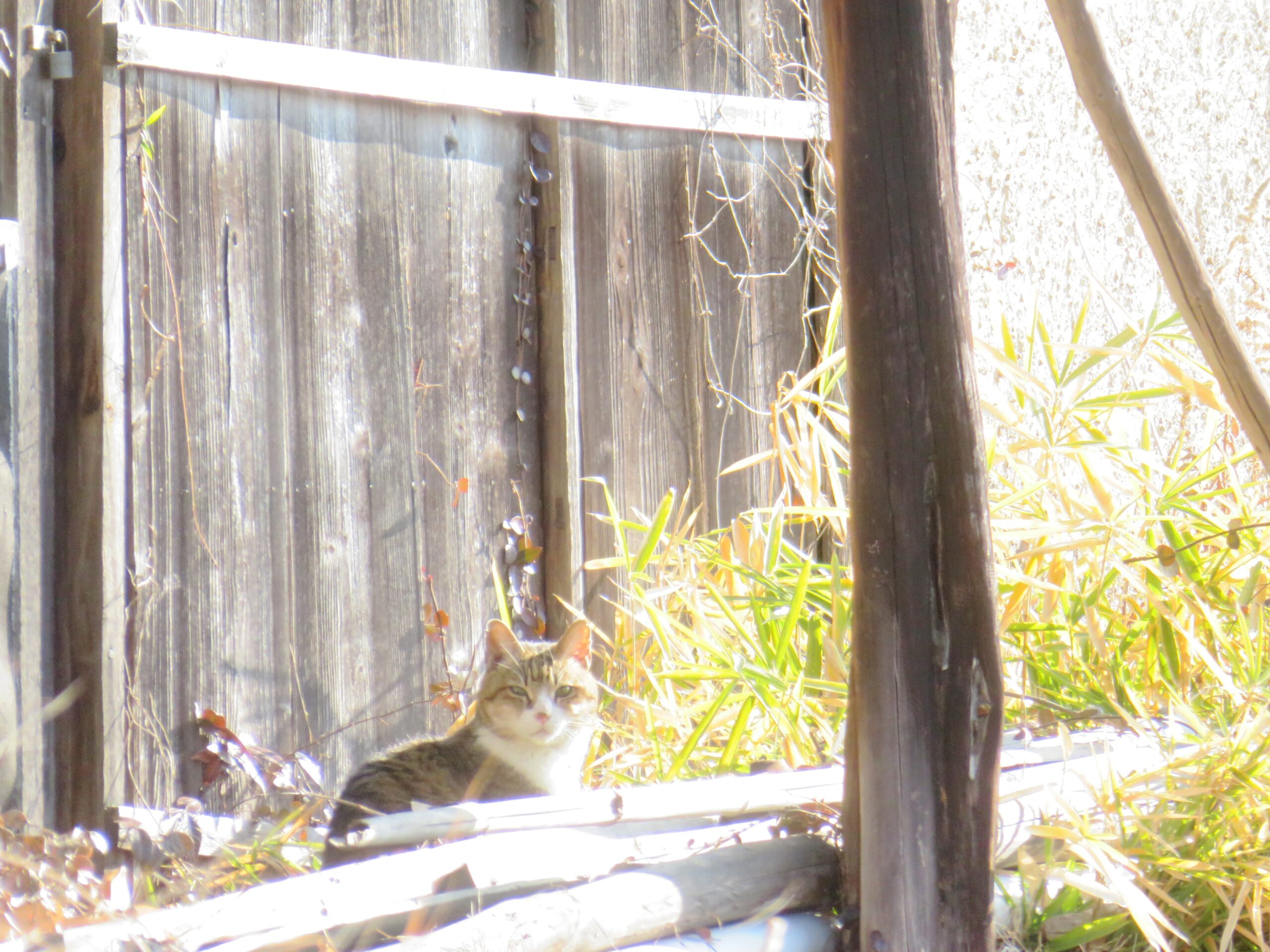 ねこ、風太　巡回