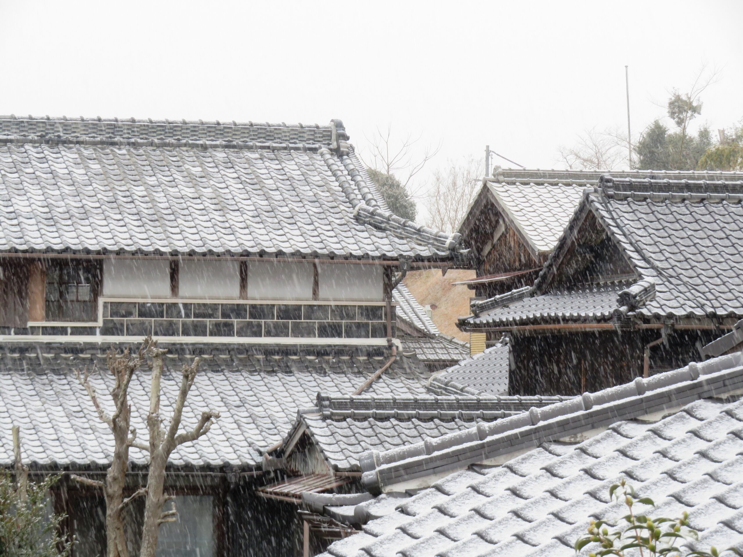 2月　朝の雪