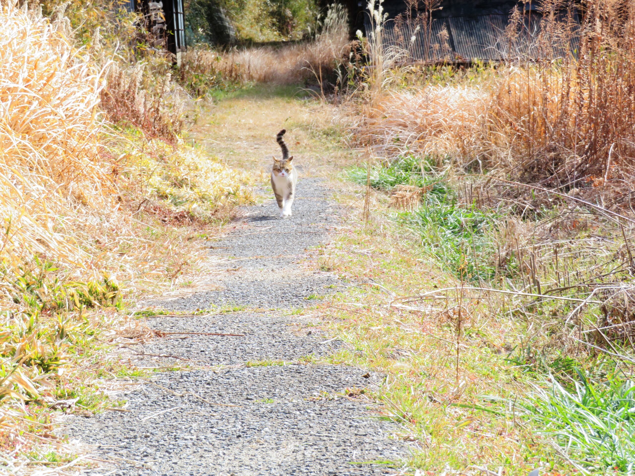 ねこ、風太　巡回