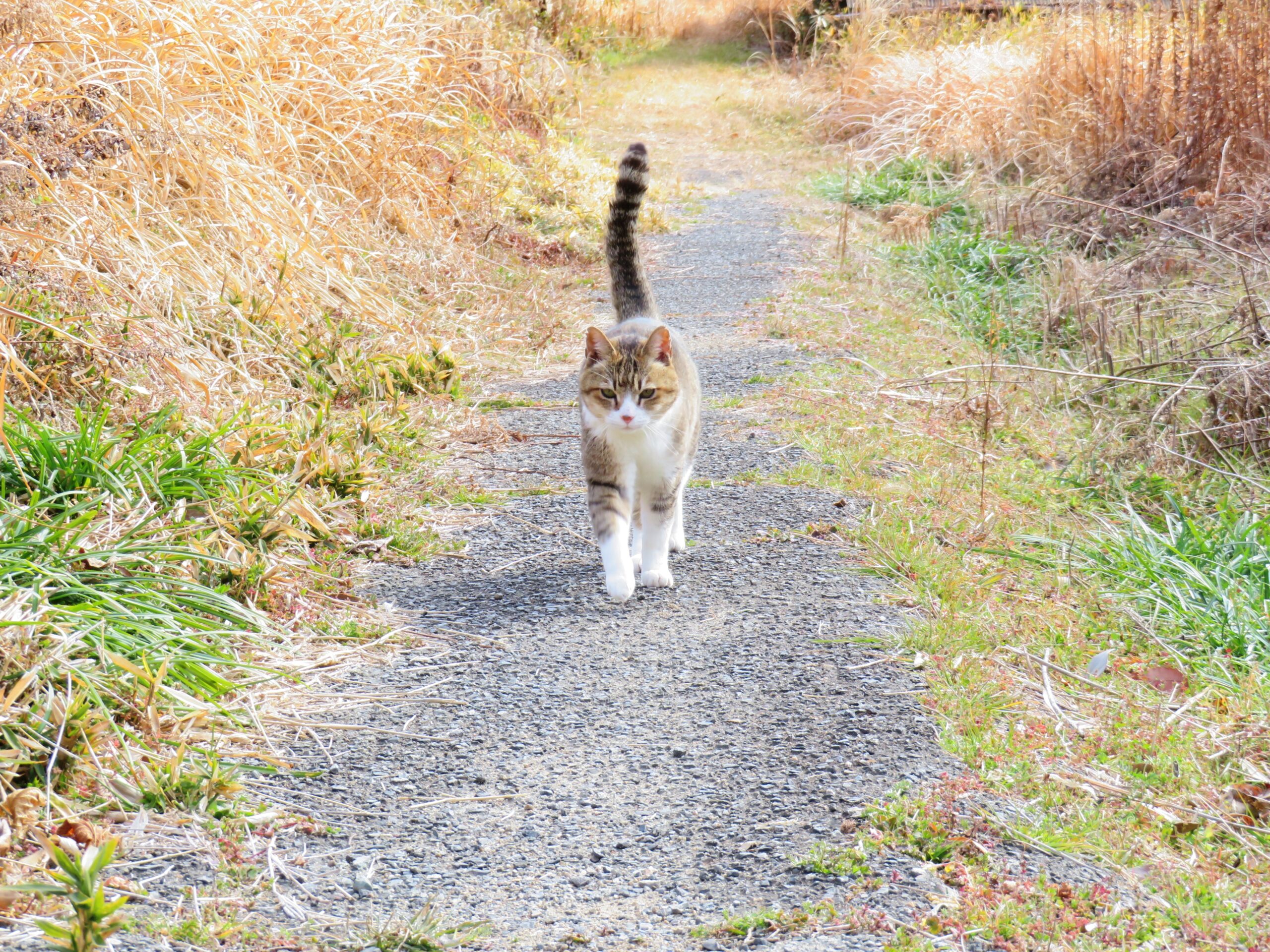 ねこ、風太　巡回