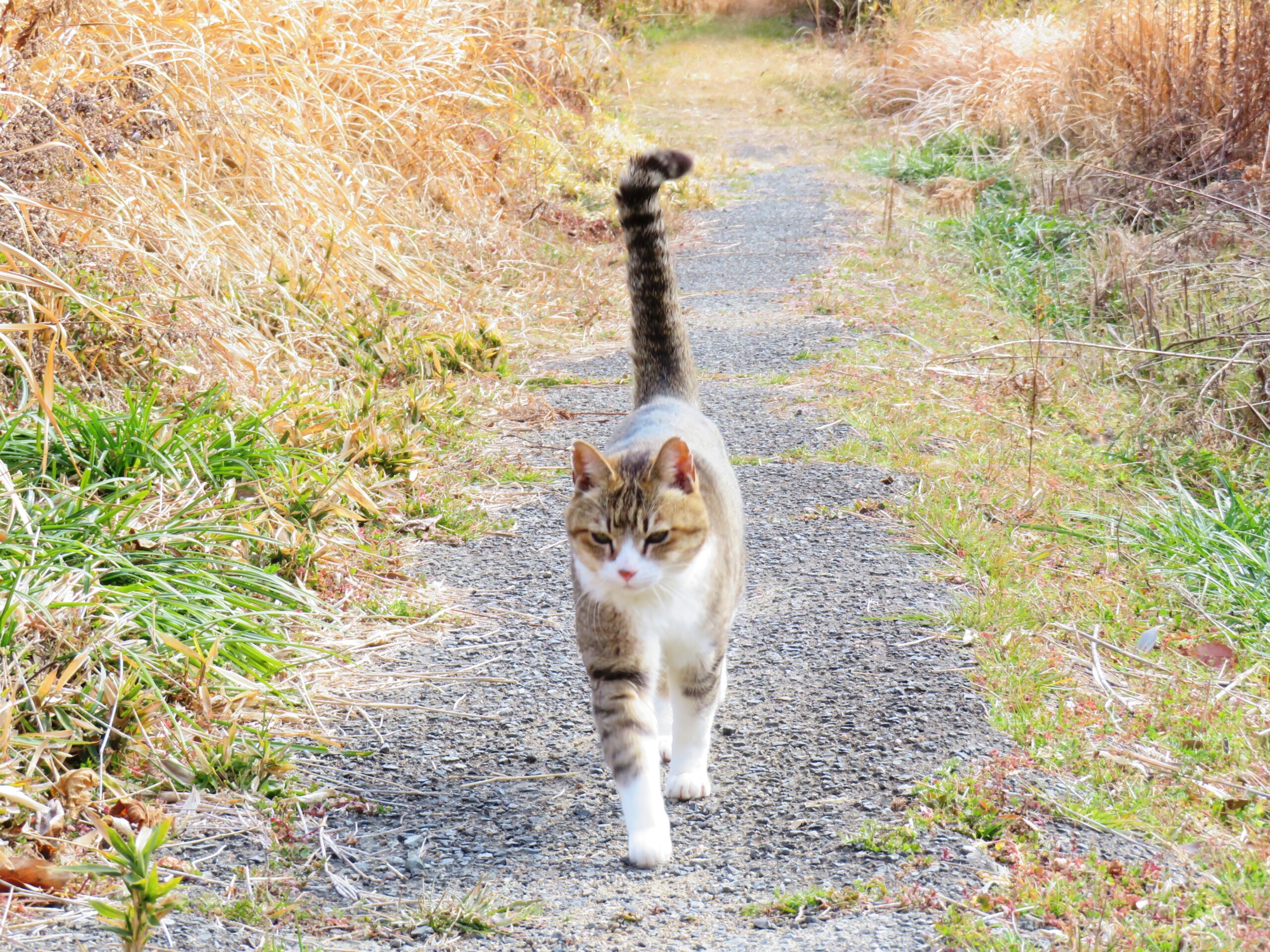 ねこ、風太　巡回