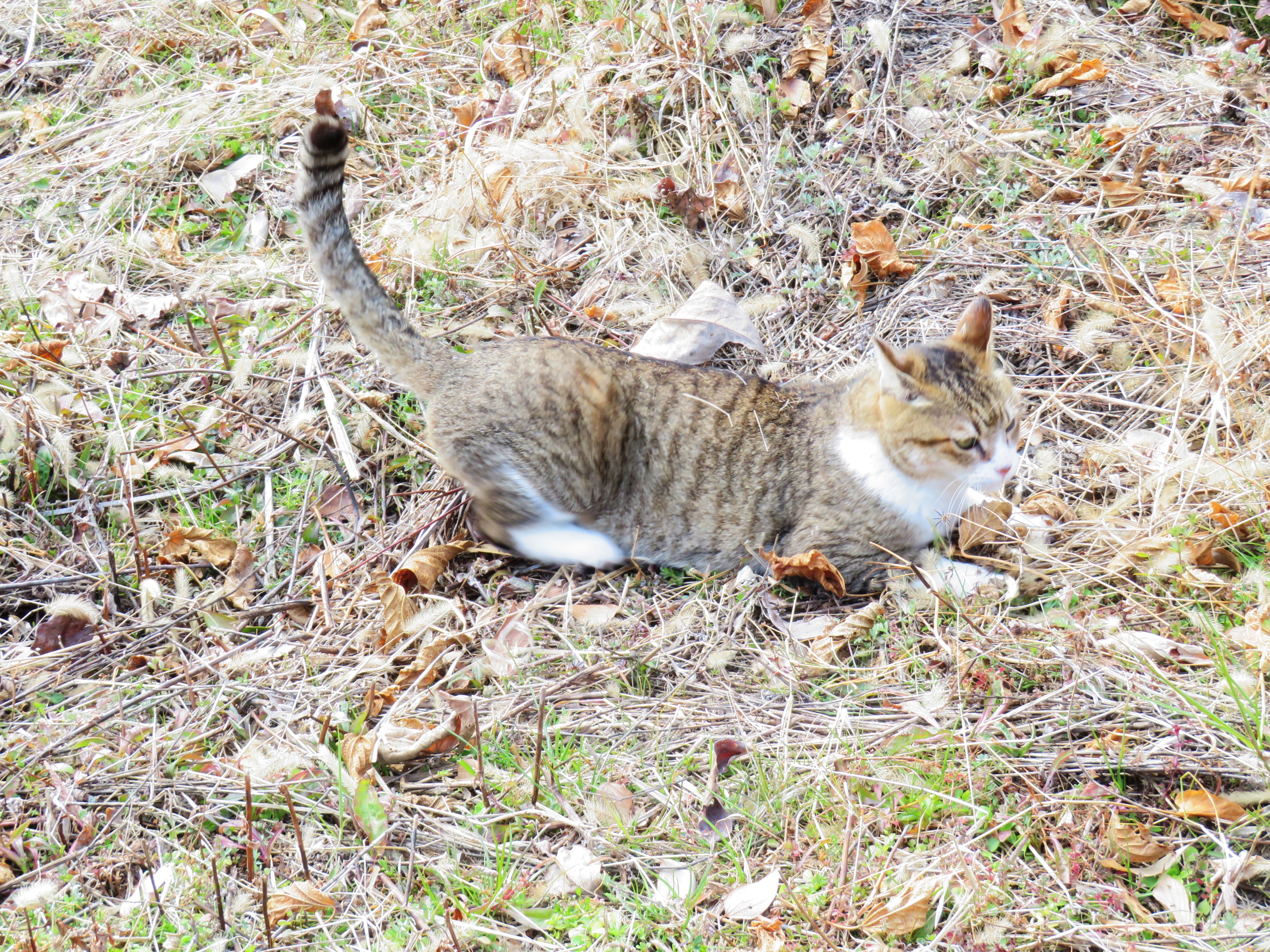 ねこ、風太　巡回