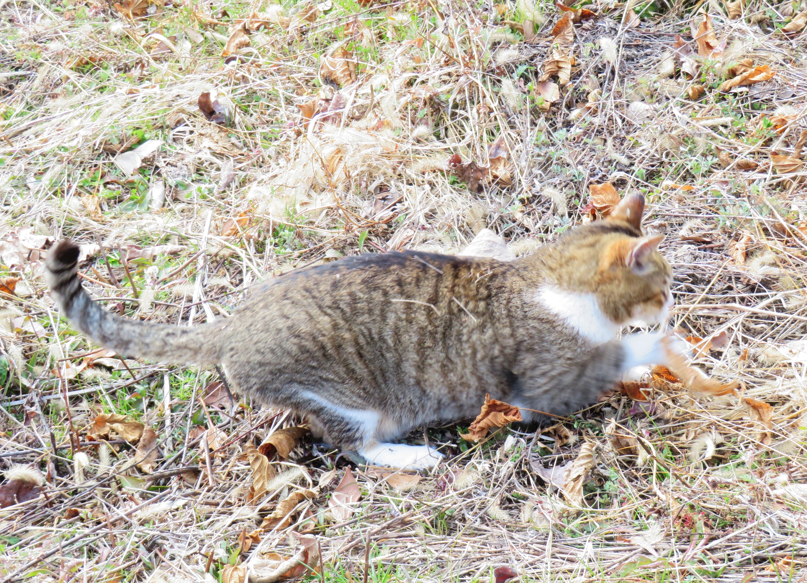 ねこ、風太　巡回